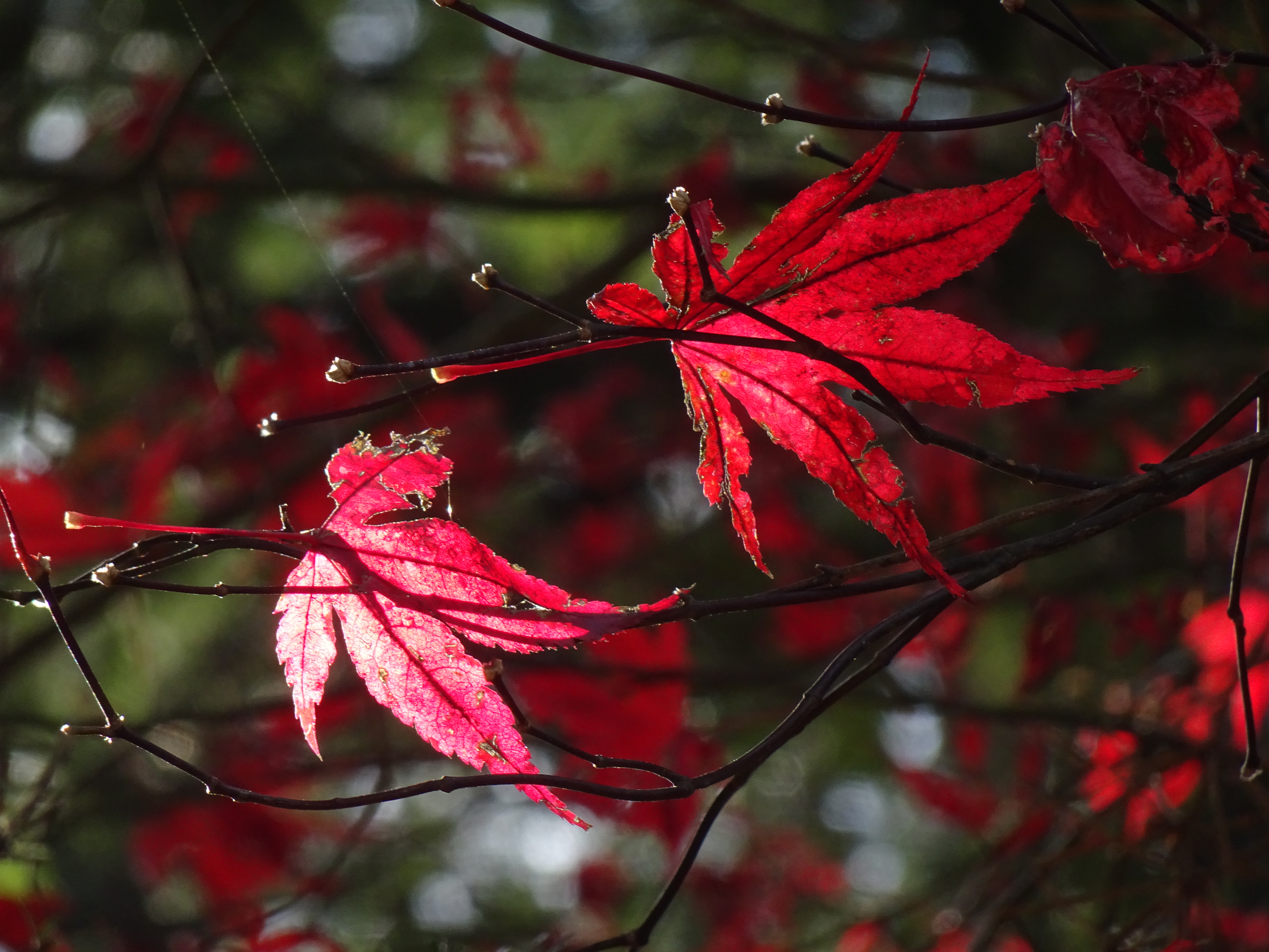 Diese zwei Ahornblätter sind zwar schon abgefallen - haben den Boden aber noch nicht erreicht | Urs Amrein, Ruswil
