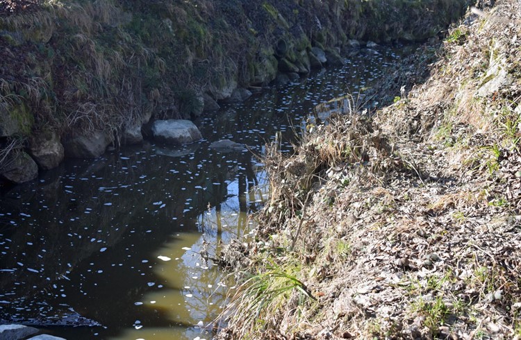 Gewässerverschmutzung durch Gülle im Waldibach in Rothenburg: Auf einer Länge von ca. 2,4 Kilometer wurde der grösste Teil des Fischbestandes vernichtet. Foto Luzerner Polizei, 2. März 2021