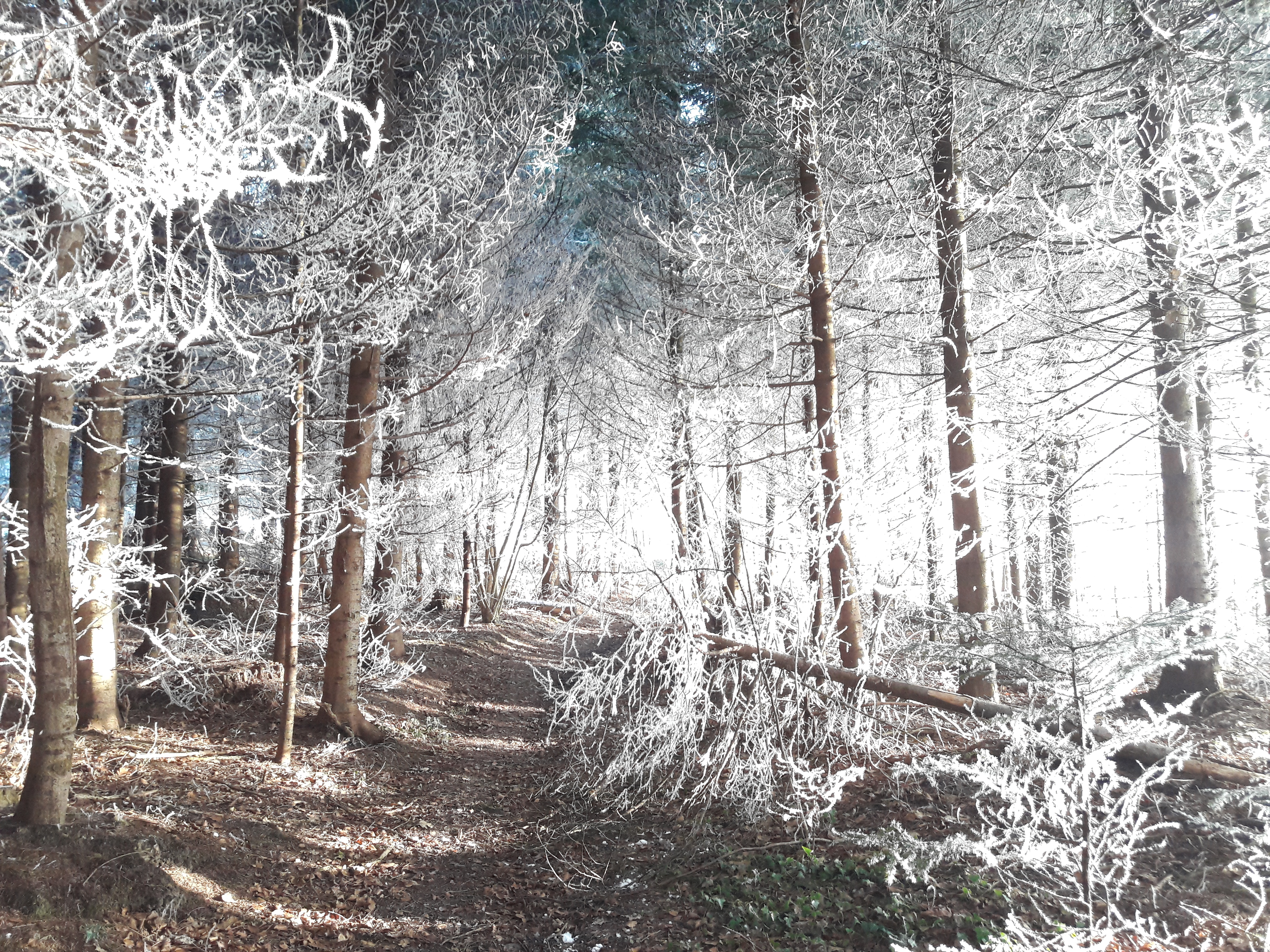 Winterlicher Wald in Grosswangen | Bruno Hübscher, Grosswangen