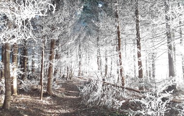 Winterlicher Wald in Grosswangen | Bruno Hübscher, Grosswangen