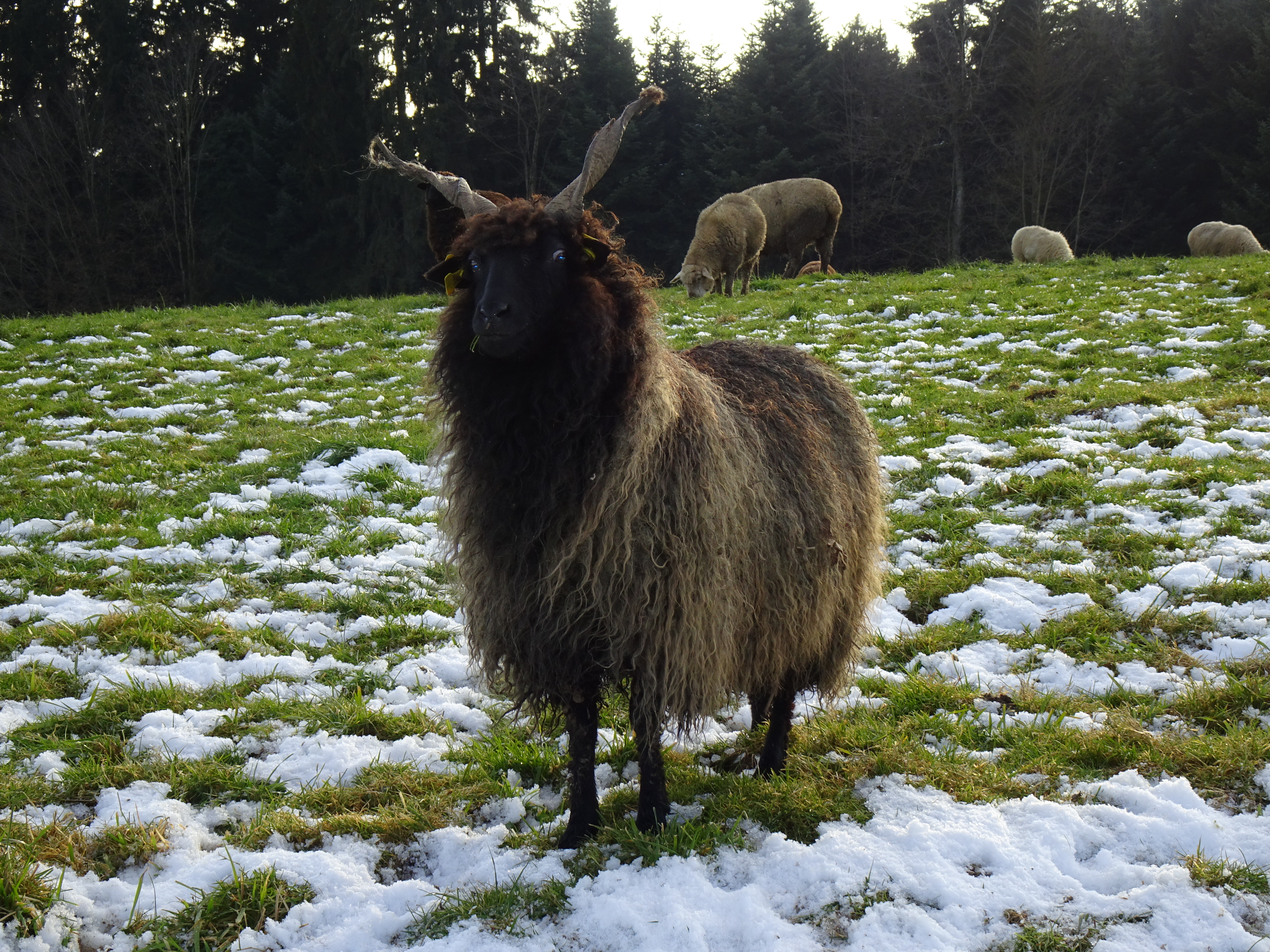 Eines der schönsten Schafe von Wanderschäfer Ernst Vogel‘s 1000-köpfiger Schafherde, ob Hellbühl | Urs Amrein, Ruswil