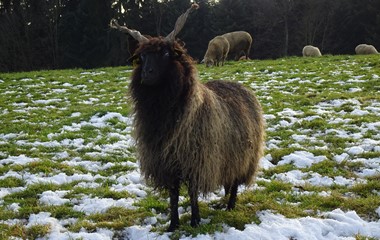 Eines der schönsten Schafe von Wanderschäfer Ernst Vogel‘s 1000-köpfiger Schafherde, ob Hellbühl | Urs Amrein, Ruswil
