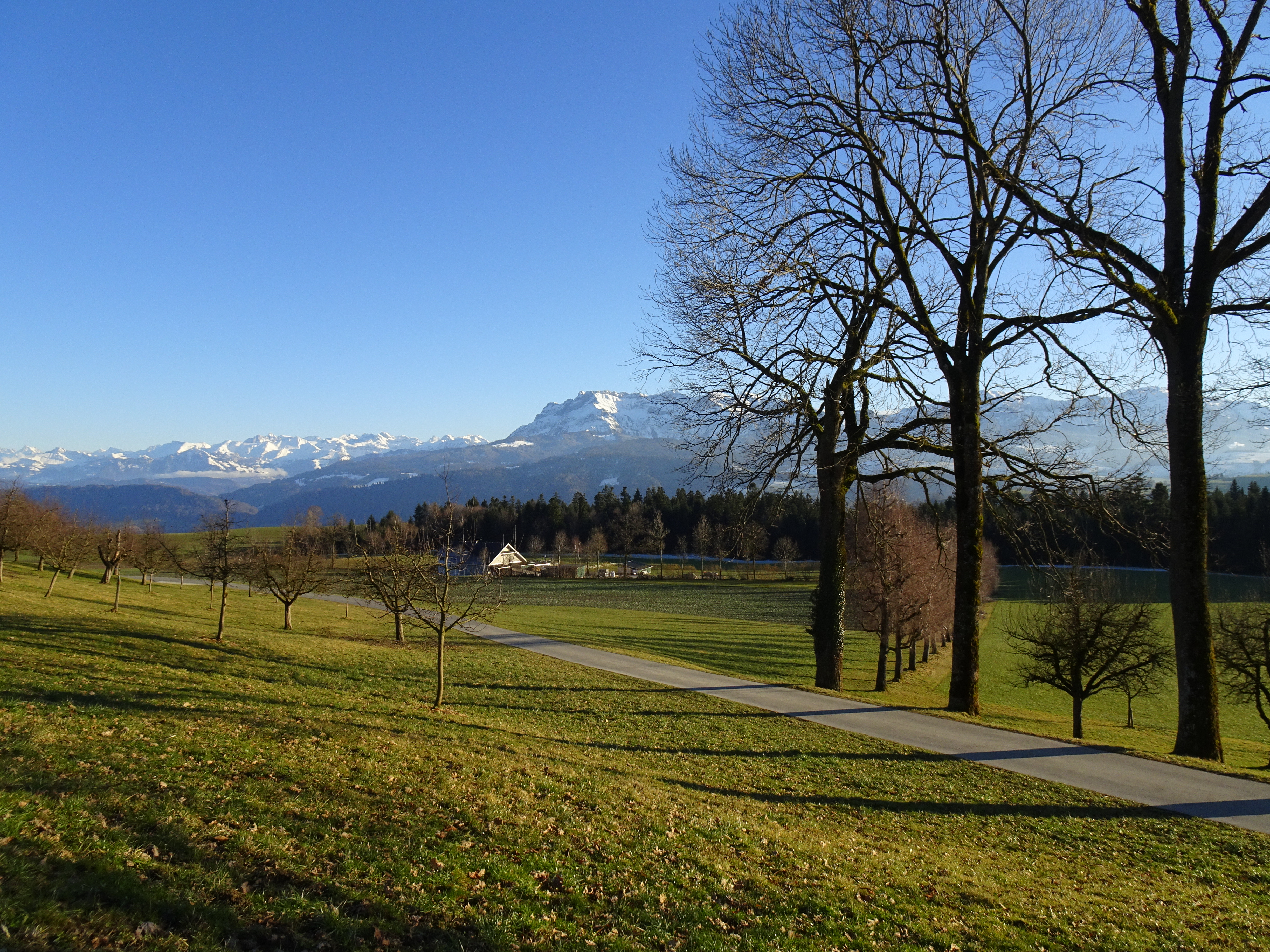Die langen Schatten der Bäume im schönsten Spätnachmittagslicht (beim Chüemoos) | Urs Amrein, Ruswil