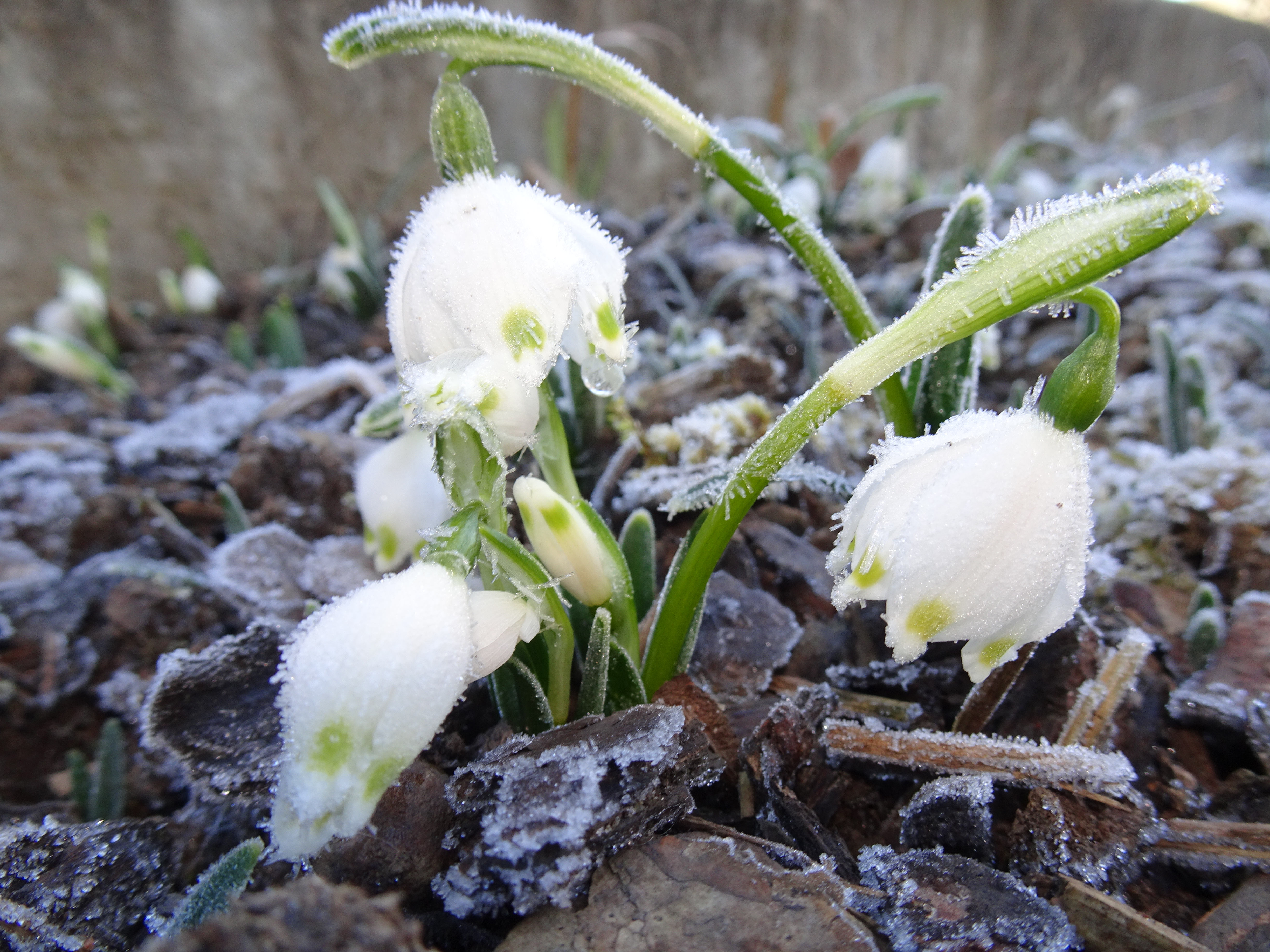Märzenbecher mit Rauhreif | Urs Amrein, Ruswil