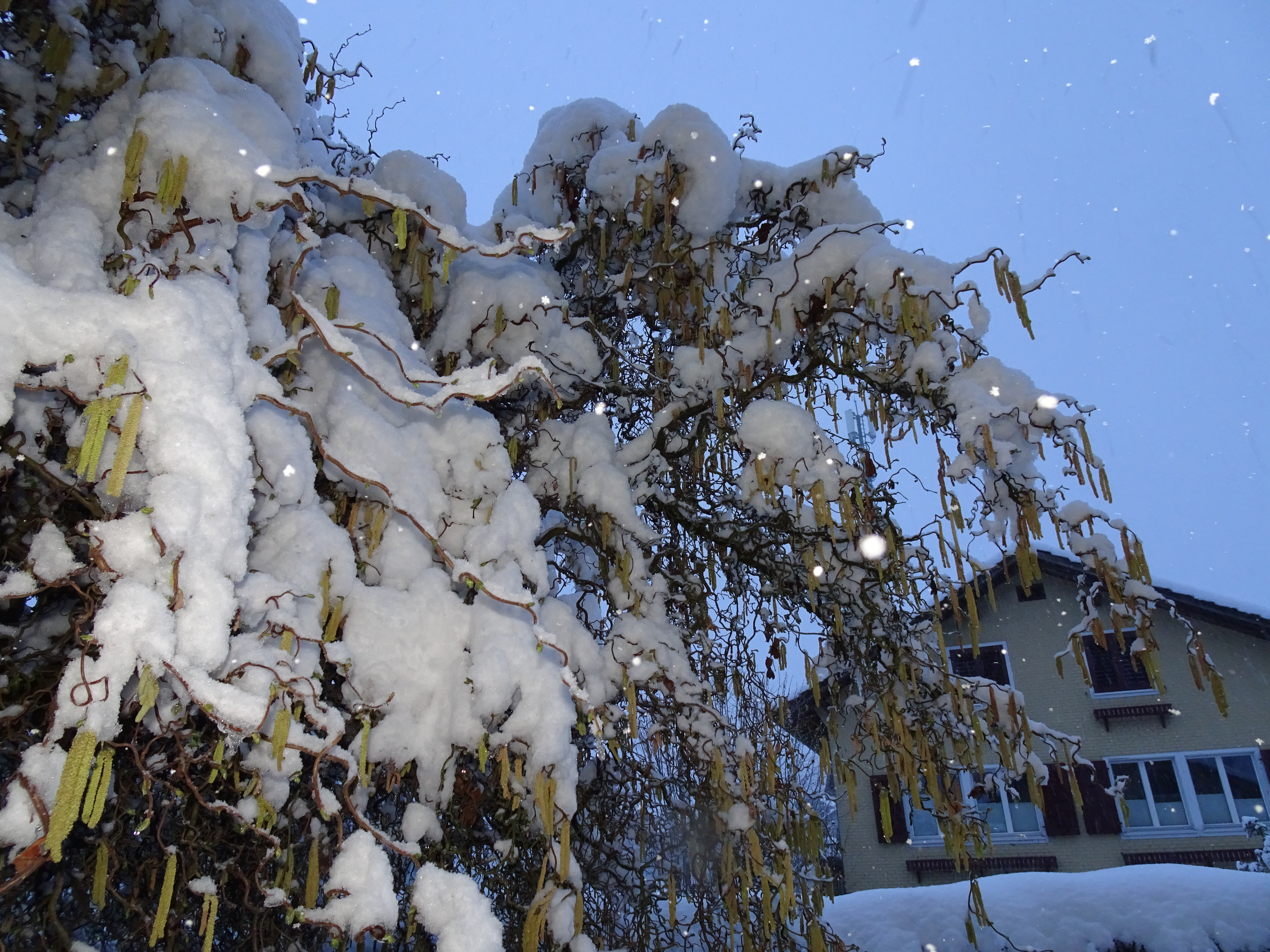 Wintereinbruch am Bäremattweg in Ruswil anfangs April  | Urs Amrein, Ruswil 
