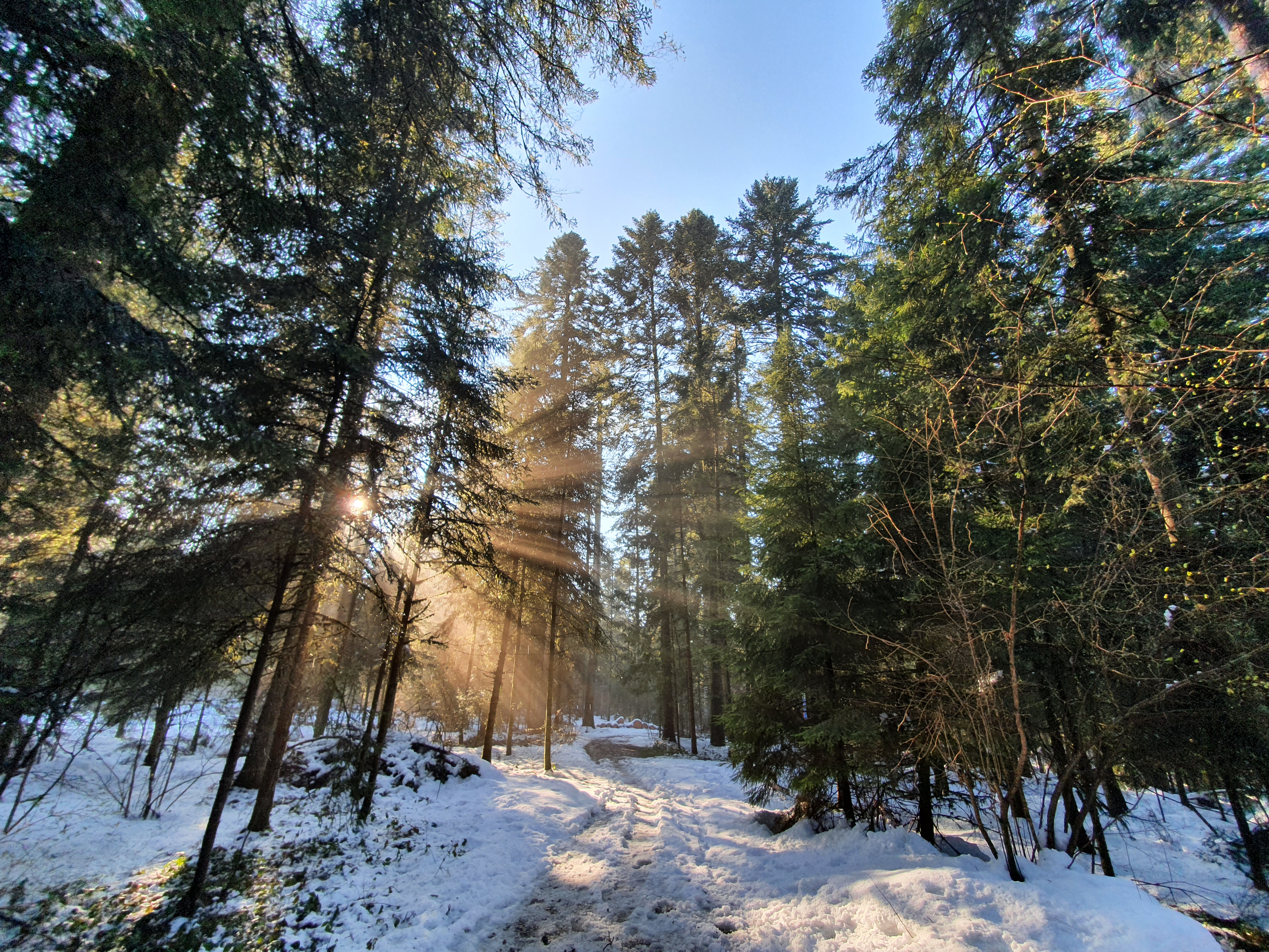 Abendstimmung im Schächbühler Wald | Matthias Wagner