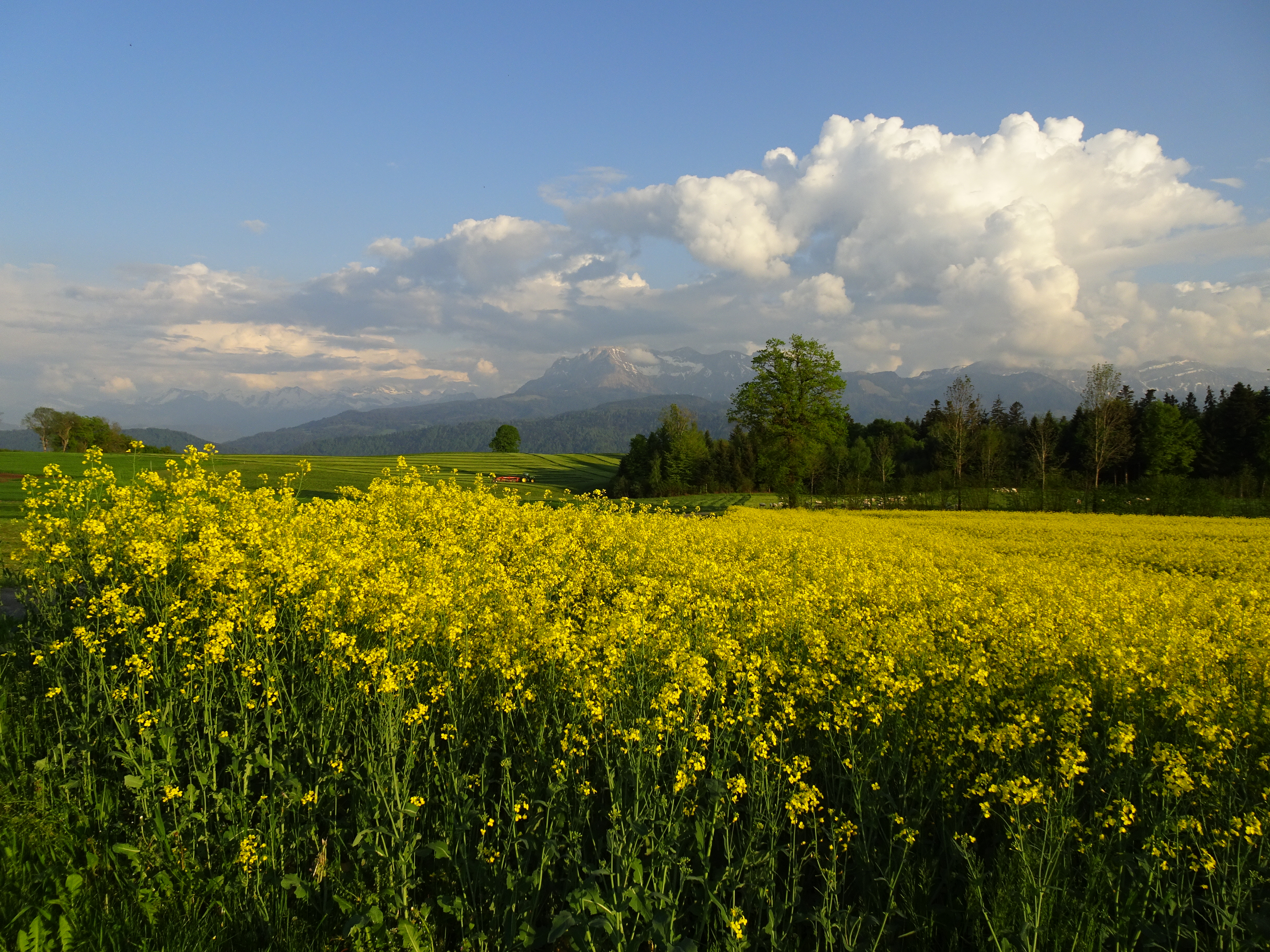 Wolkengebilde über dem Pilatus mit einem blühenden Rapsfeld im Vordergrund, fotografiert beim Hof Chüemoos, Ruswil | Urs Amrein, Ruswil