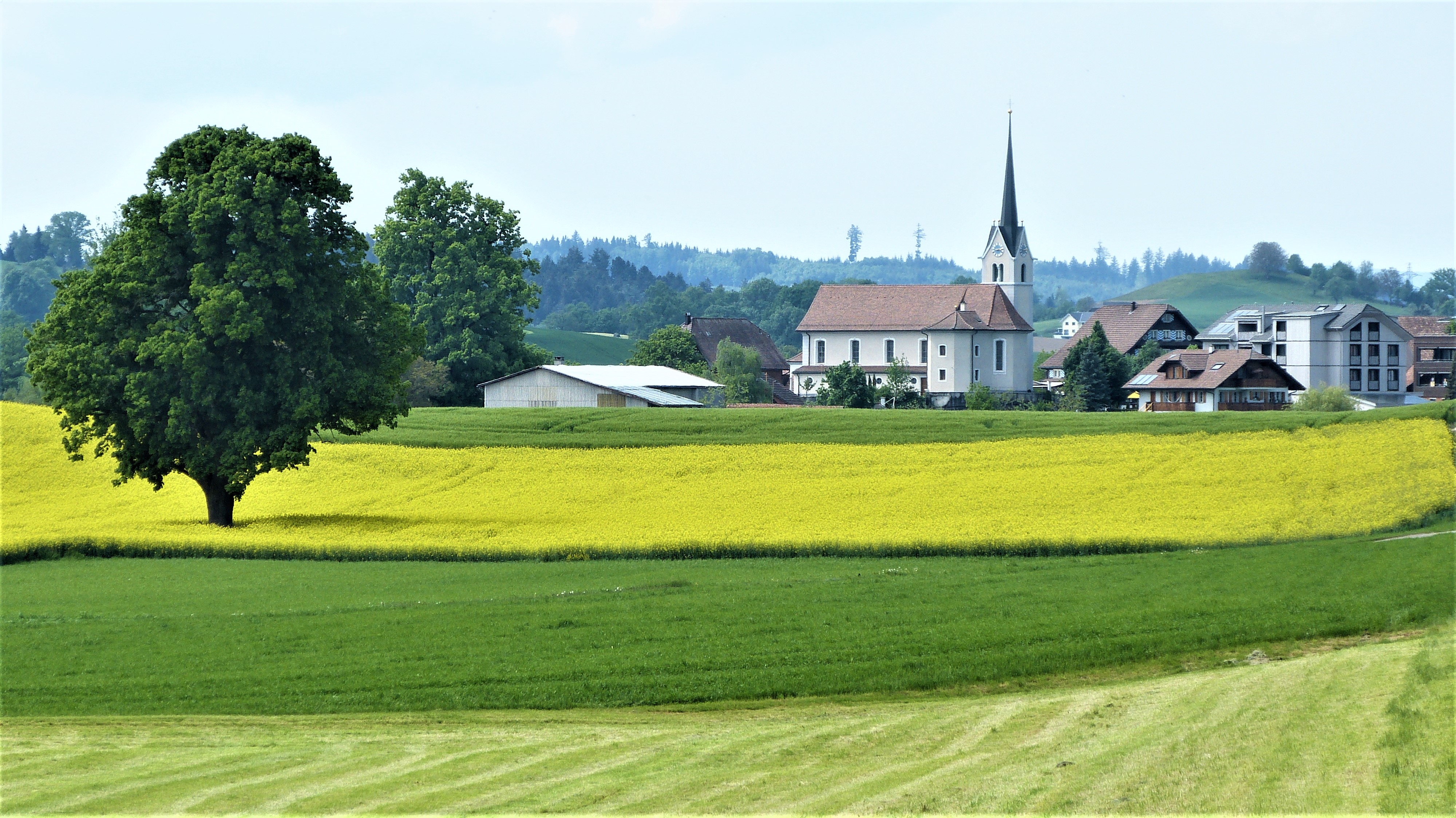 Blühendes Rapsfeld vor der Pfarrkirche St. Jakobus | Josef Lustenberger, Wolhusen