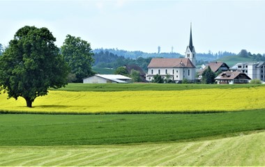 Blühendes Rapsfeld vor der Pfarrkirche St. Jakobus | Josef Lustenberger, Wolhusen