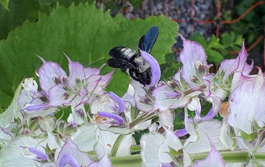 Die einheimische blauschwarze Holzbiene macht sich genüsslich an den Nektar des Muskatellersalbeis. | Belinda Egli-Husmann, Werthenstein