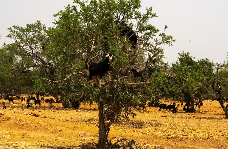 Ziegen auf Arganbäumen, ein wunderbares und aussergewöhnliches Bild. Foto zVg