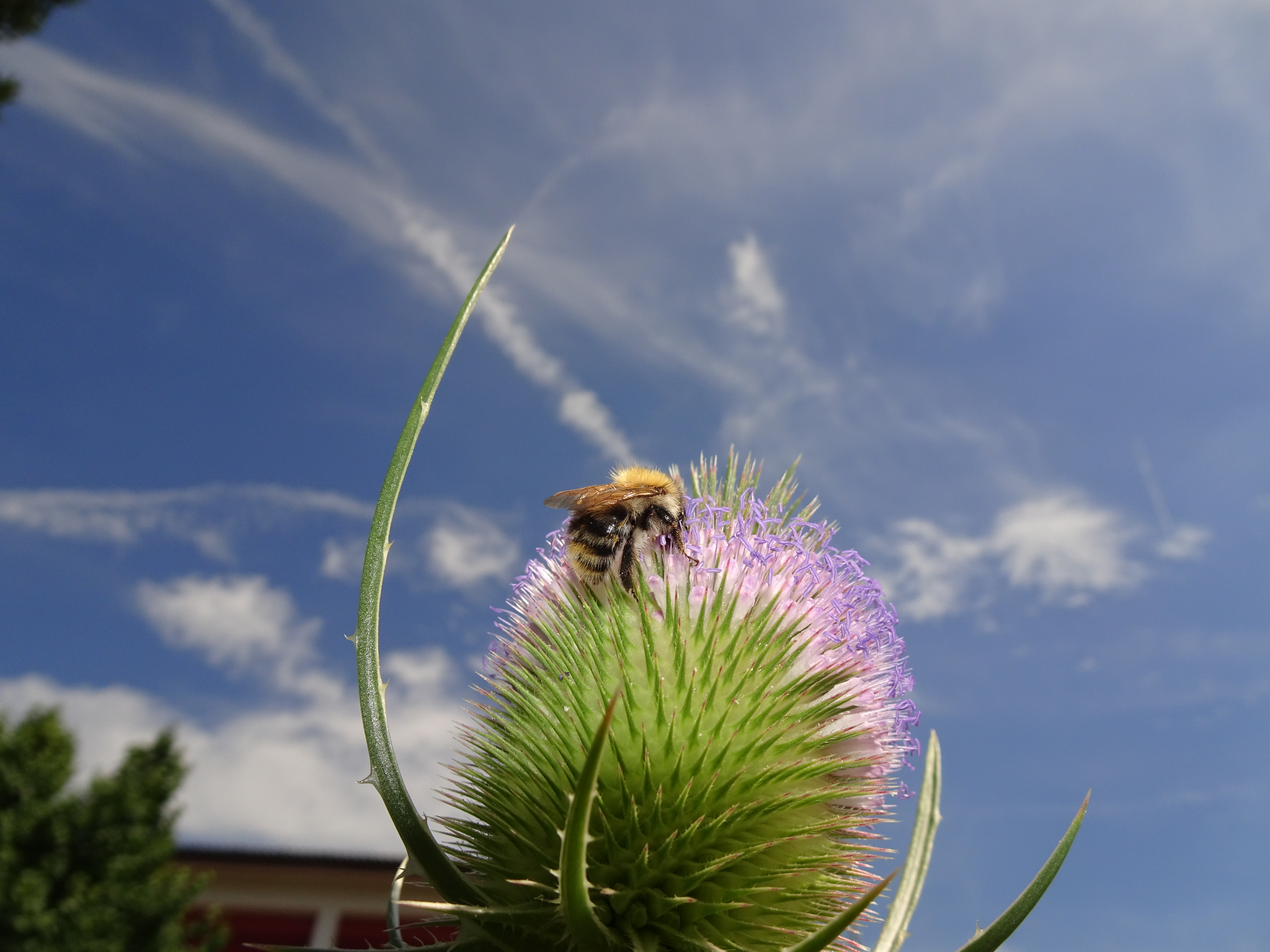 Hummeln lieben es, in den hunderten von winzig kleinen Blüten (der wilden Karden) Nektar zu sammeln.  | Urs Amrein, Ruswil 