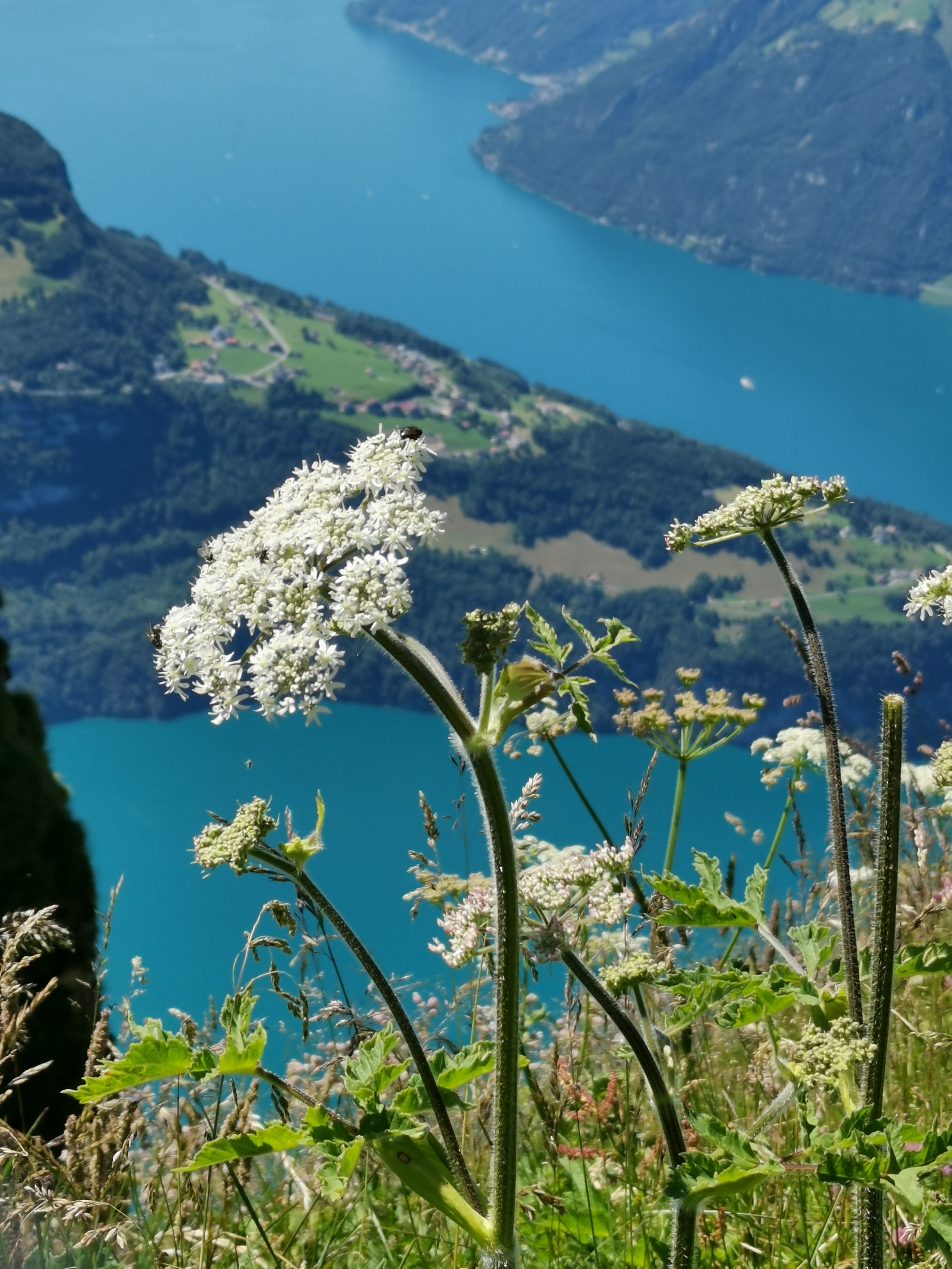 Sommerfloor auf dem Fronalpstock | Silvia Schöpfer, Ruswil 