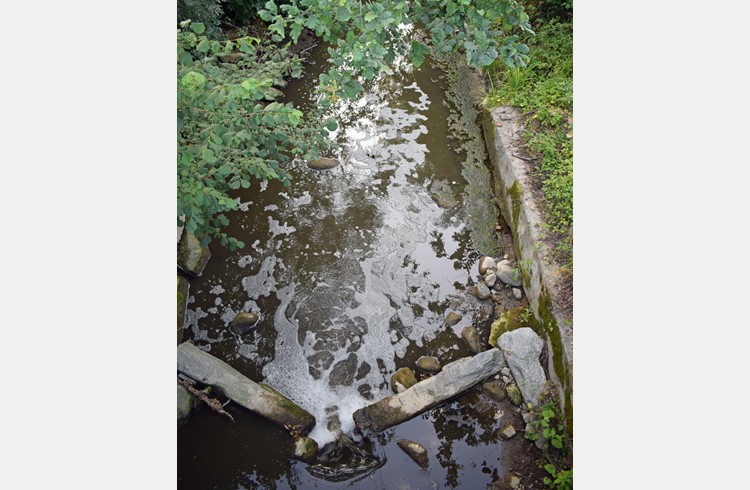 Die Gewässerverschmutzung im Rotbach liess die Fische verenden. Foto Luzerner Polizei