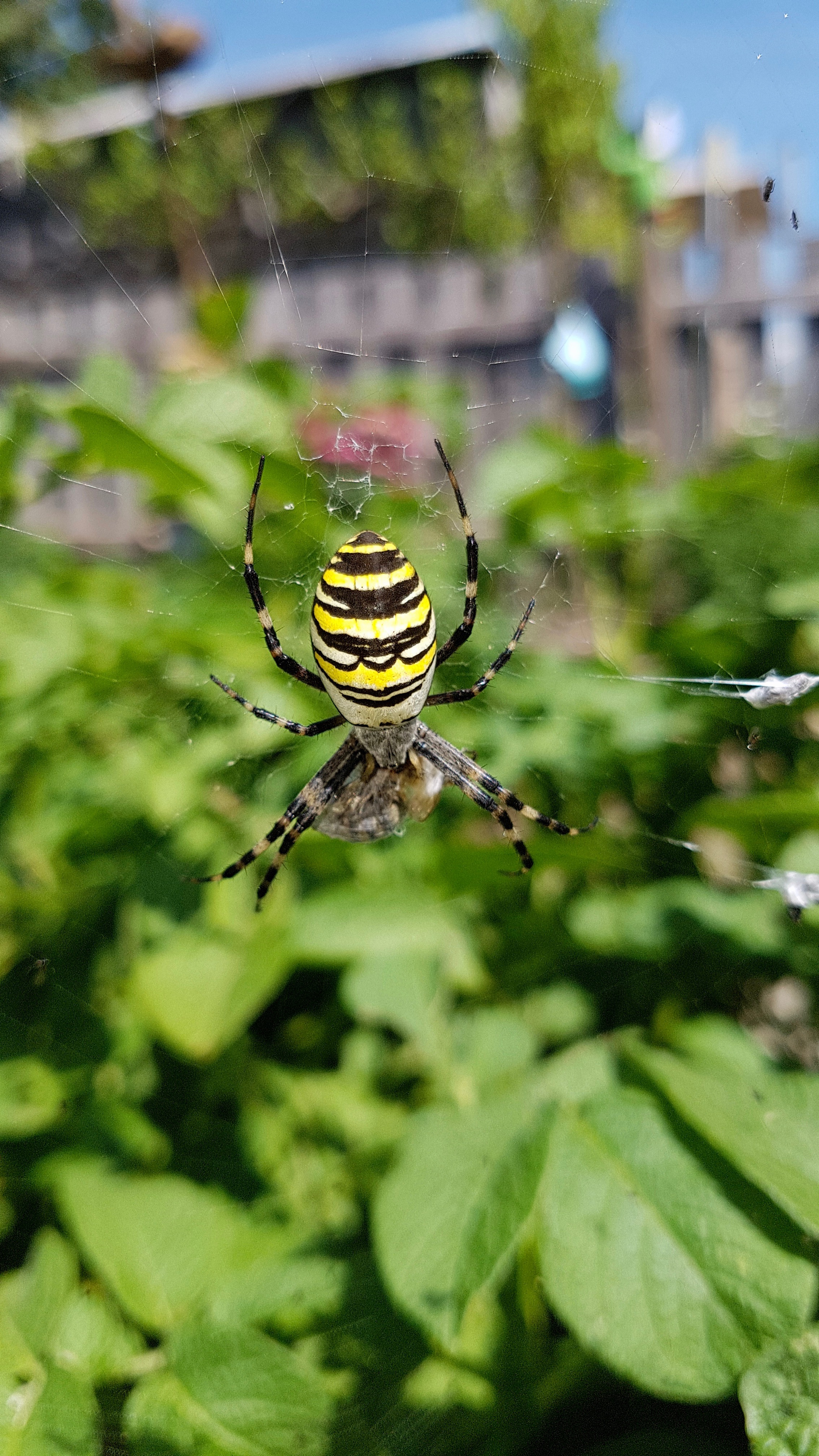 Die Wespenspinne ist ein Bote der klimatischen Veränderung | Emilie Koller, Grosswangen 