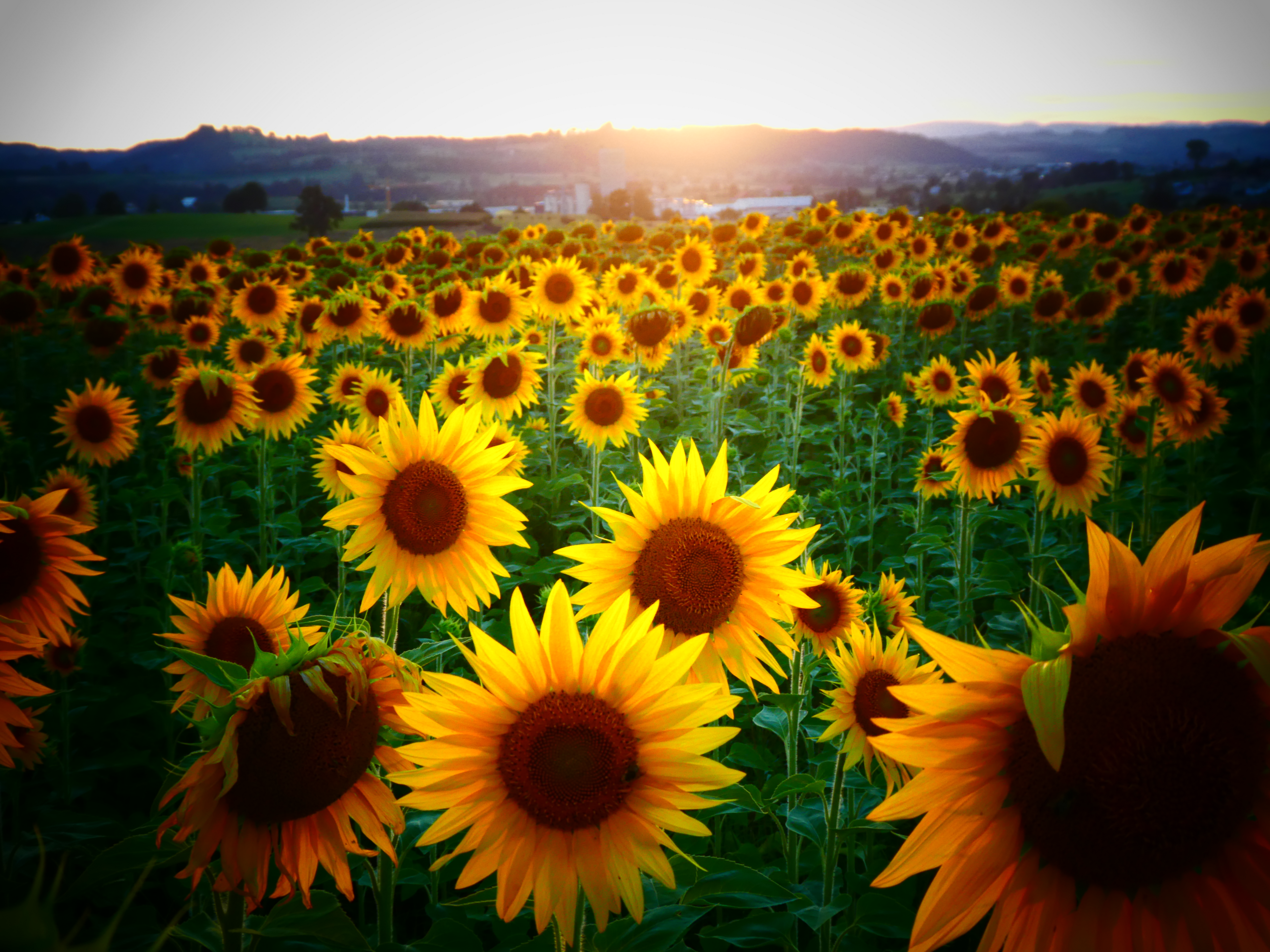 Sonnenblumen kehren der Sonne den Rücken zu und warten geduldig auf den Sonnenaufgang. | Josy Steinmann, Ruswil 