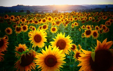Sonnenblumen kehren der Sonne den Rücken zu und warten geduldig auf den Sonnenaufgang. | Josy Steinmann, Ruswil 