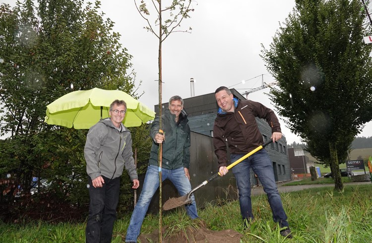 Die beiden Vorstandsmitglieder Norbert Willimann und Manuel Lingg (von links) setzen zusammen mit dem ersten Baumspender Bernhard Hodel von der Transitgas AG den ersten Baum der Sorte Speierling - einer einheimischen, aber seltenen Baumart. Foto Roland Meyer