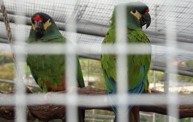 Diese Papageien sind in der Kleintieranlage des Ornithologischen Vereins in Ruswil zu Hause. (aufgenommen am 27. September 2022)   | Urs Amrein, Ruswil  