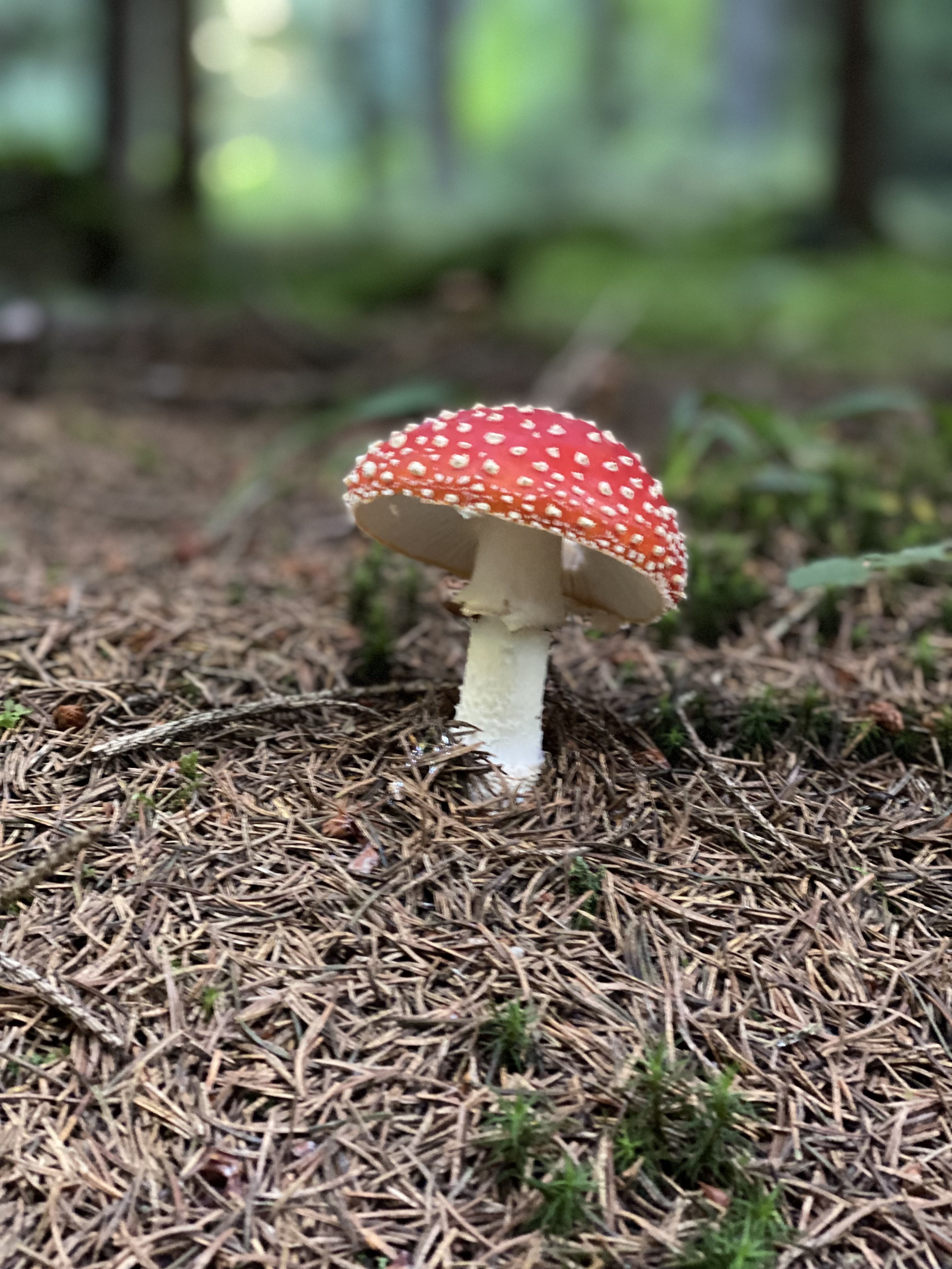 Bei einem Waldspaziergang im Deckenhonig-Wald Ruswil einen hübschen «Bewohner» angetroffen. | Ursula Wolfisberg, Ruswil 