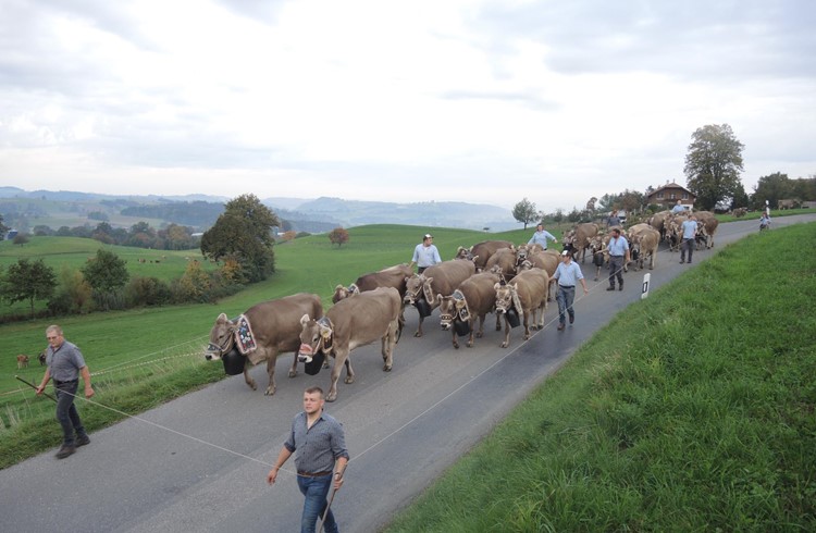 Die Herbstschau 2022 war für die Familie Reichmuth, hier ziehen sie ins Dorf, der letzte Auftritt. Foto Josef Stirnimann-Maurer