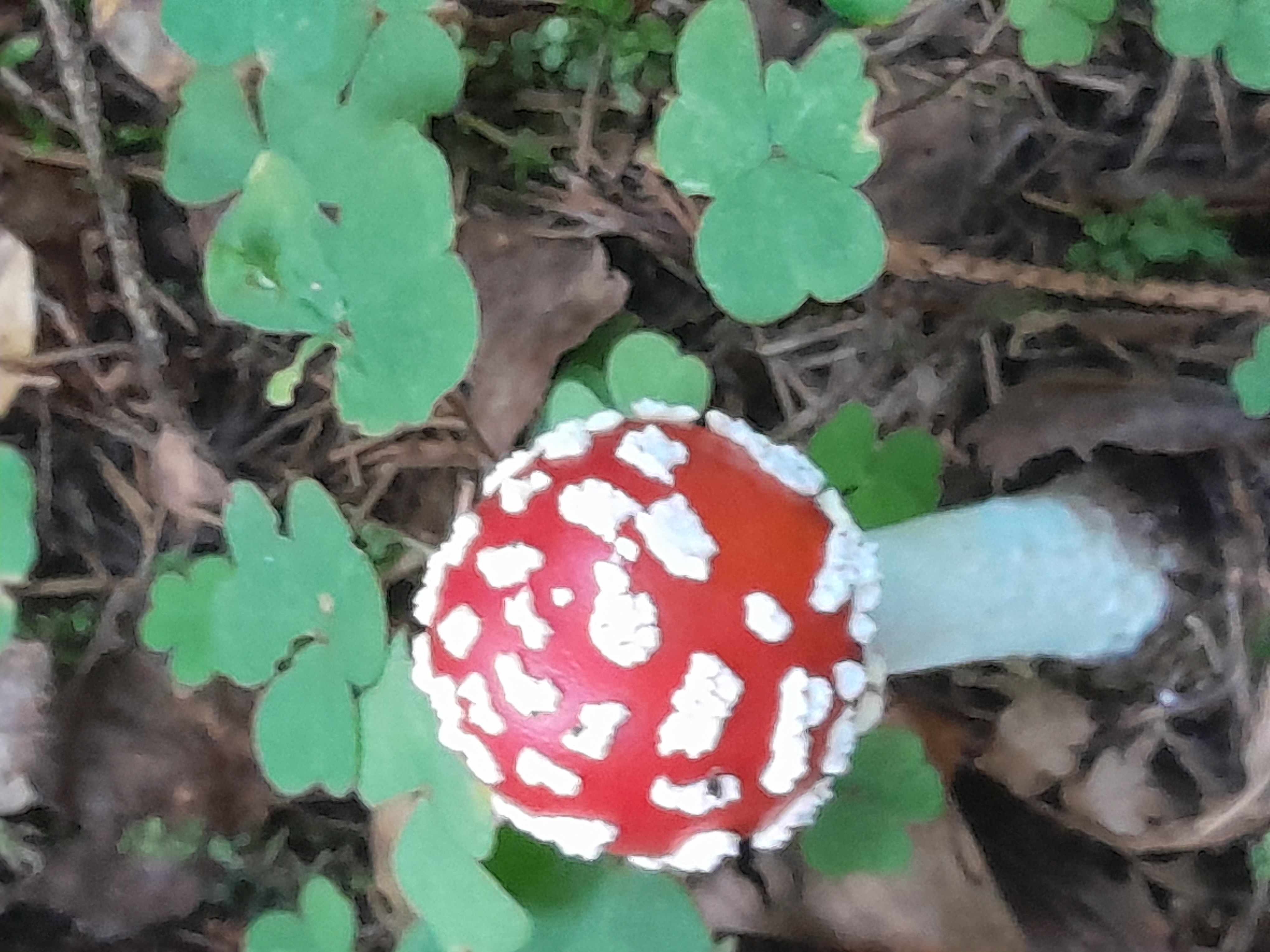 So schön, aber extrem giftig! Momentan erfreuen tausende von Pilzen die Waldspaziergängerinnen und -spaziergänger, wie dieser Fliegenpilz im Schächbüelerwald. | Rita Kränzlin, Werthenstein