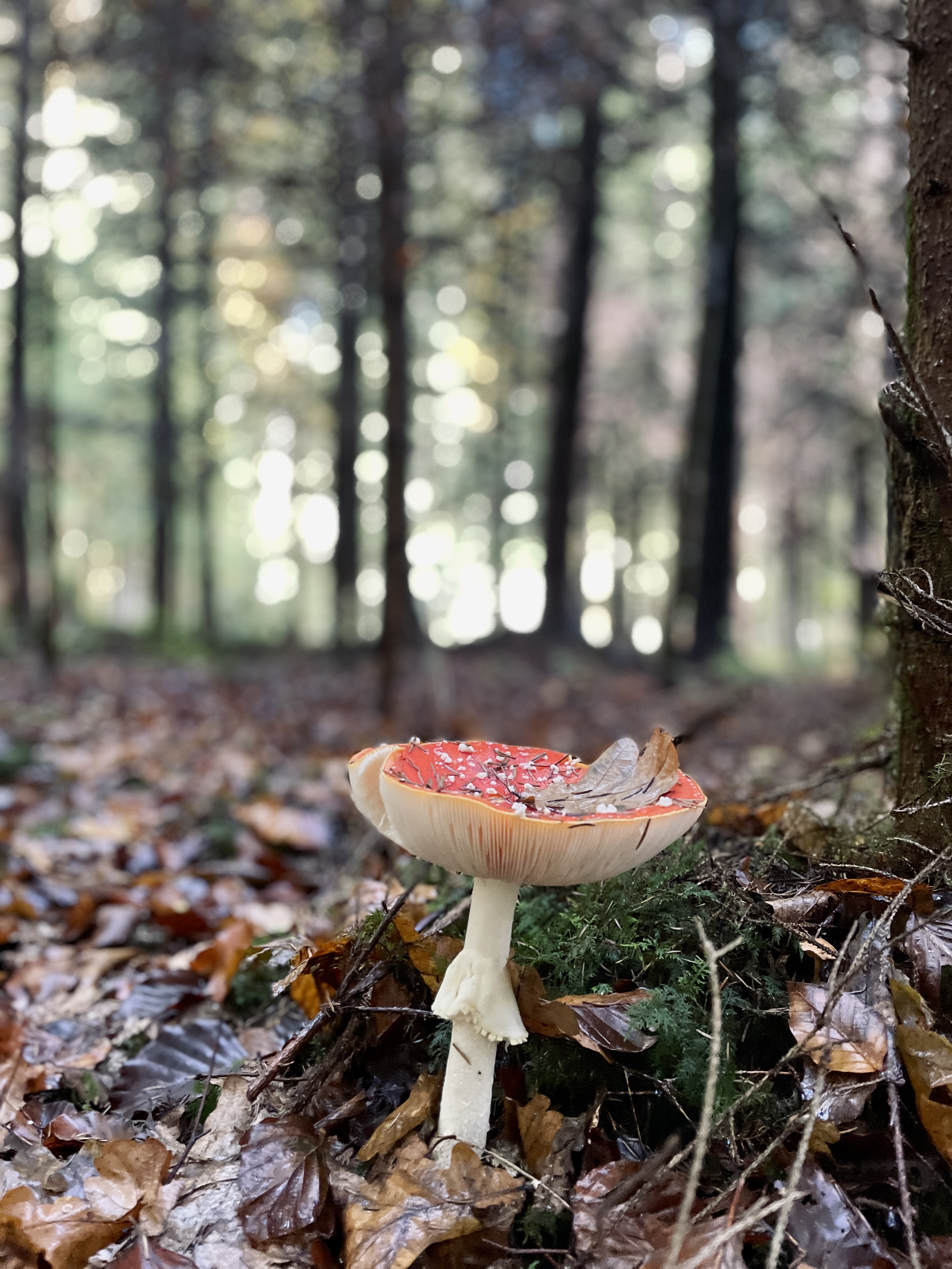 Pilz nahe Vita Parcours Grosswangen | Nadine Beckers, Ruswil