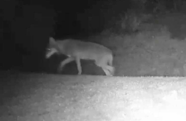 Ein Wolf aufgenommen Mitte September von einer privaten Wildtierkamera im Gebiet Oberarig in Nottwil. Screenshot Leservideo Luzerner Zeitung