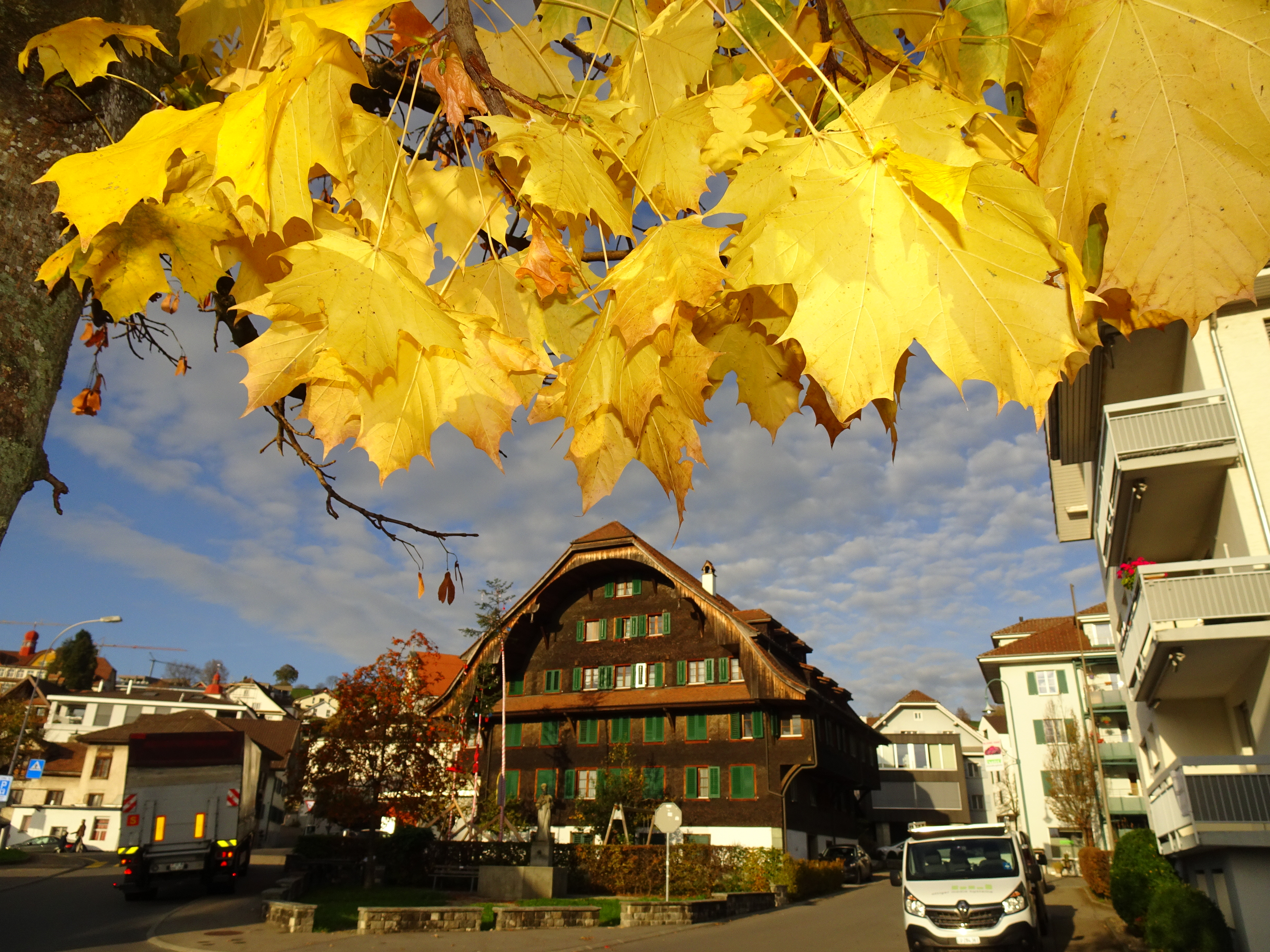 Das ganze Bäumchen  an der Spyrstrasse in Ruswil ist entlaubt, nur in dieser unteren Ecke zeigen sich noch ein paar goldige Blätter hartnäckig.  | Urs Amrein, Ruswil 