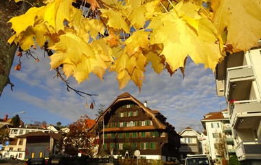 Das ganze Bäumchen  an der Spyrstrasse in Ruswil ist entlaubt, nur in dieser unteren Ecke zeigen sich noch ein paar goldige Blätter hartnäckig.  | Urs Amrein, Ruswil 