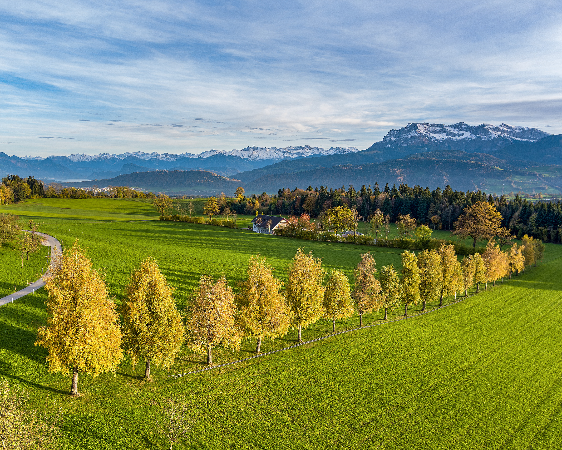 Diese Birkenallee unterm Wil, schmückt die Landschaft besonders im Herbst | Stefan Dubach, Ruswil