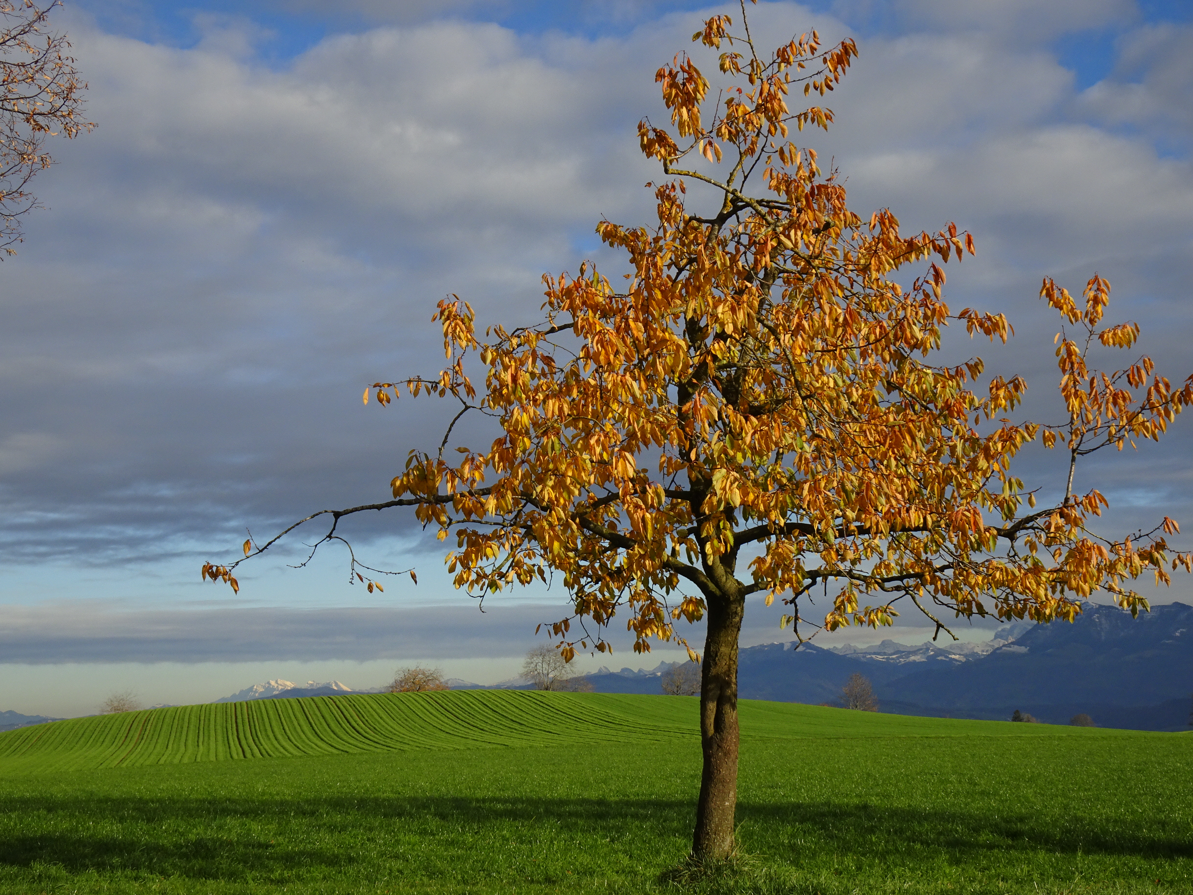Der 2502 Meter höhe schneebedeckte Säntis (links zu erkennen), hinter dem Kirschbaum der sich in herbstlicher Laubpracht präsentiert, vom Ruswiler Hof Recketschwand aus fotografiert.  | Urs Amrein, Ruswil