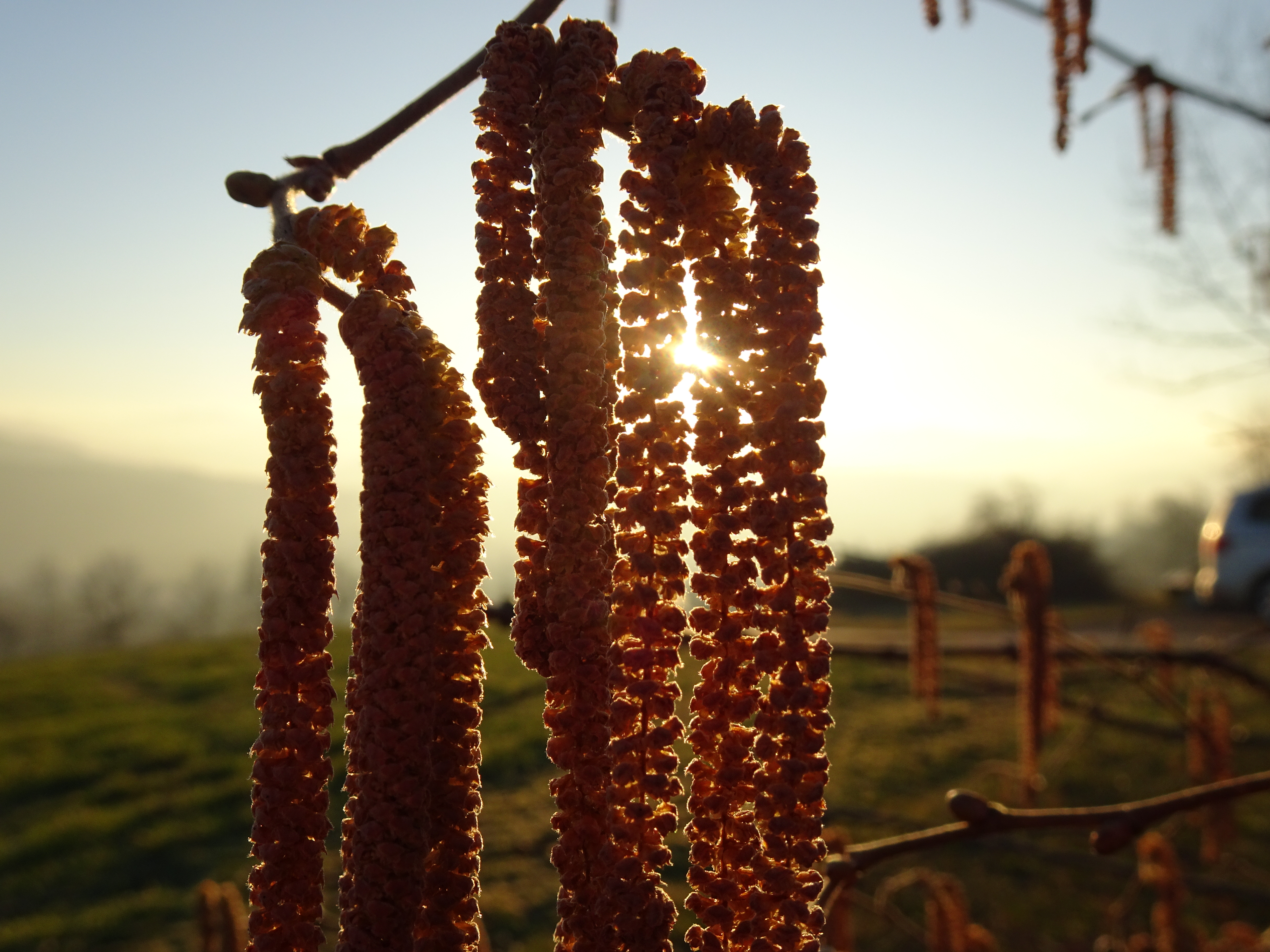 Haselzöttali (männlicher Blütenstand der Gemeinen Hasel ) bei spätnachmittäglichen Gegenlicht in Ruswil   | Urs Amrein, Ruswil 