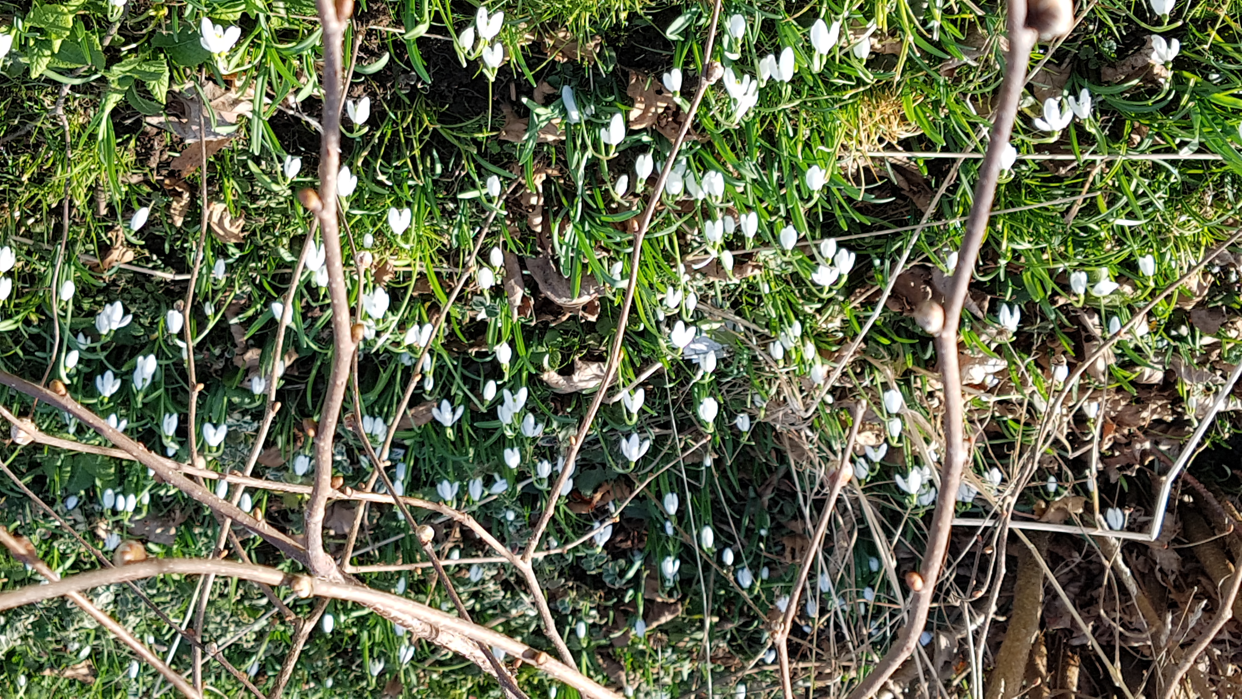 Die Frühlingsvorboten am Erwachen | Emilie Koller, Grosswangen