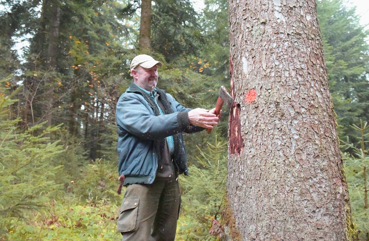 Alfred Estermann, Geschäftsführer der Wald- und Holz-Genossenschaft Rottal und Sempachersee West, begutachtet eine befallene Fichte im Schächbeler Wald in Ruswil. Foto Michael Wyss