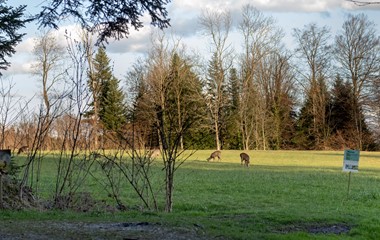 Rehe am Waldrand auf dem Ruswiler Berg entdeckt auf einem Abendrundgang. | Stefan Dubach, Ruswil 