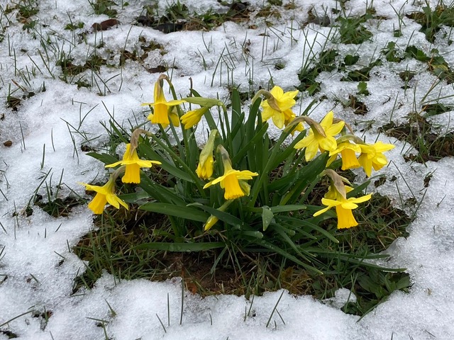 Kurzes Intermezzo des Winters  | Marie-Theres Meier, Ruswil 