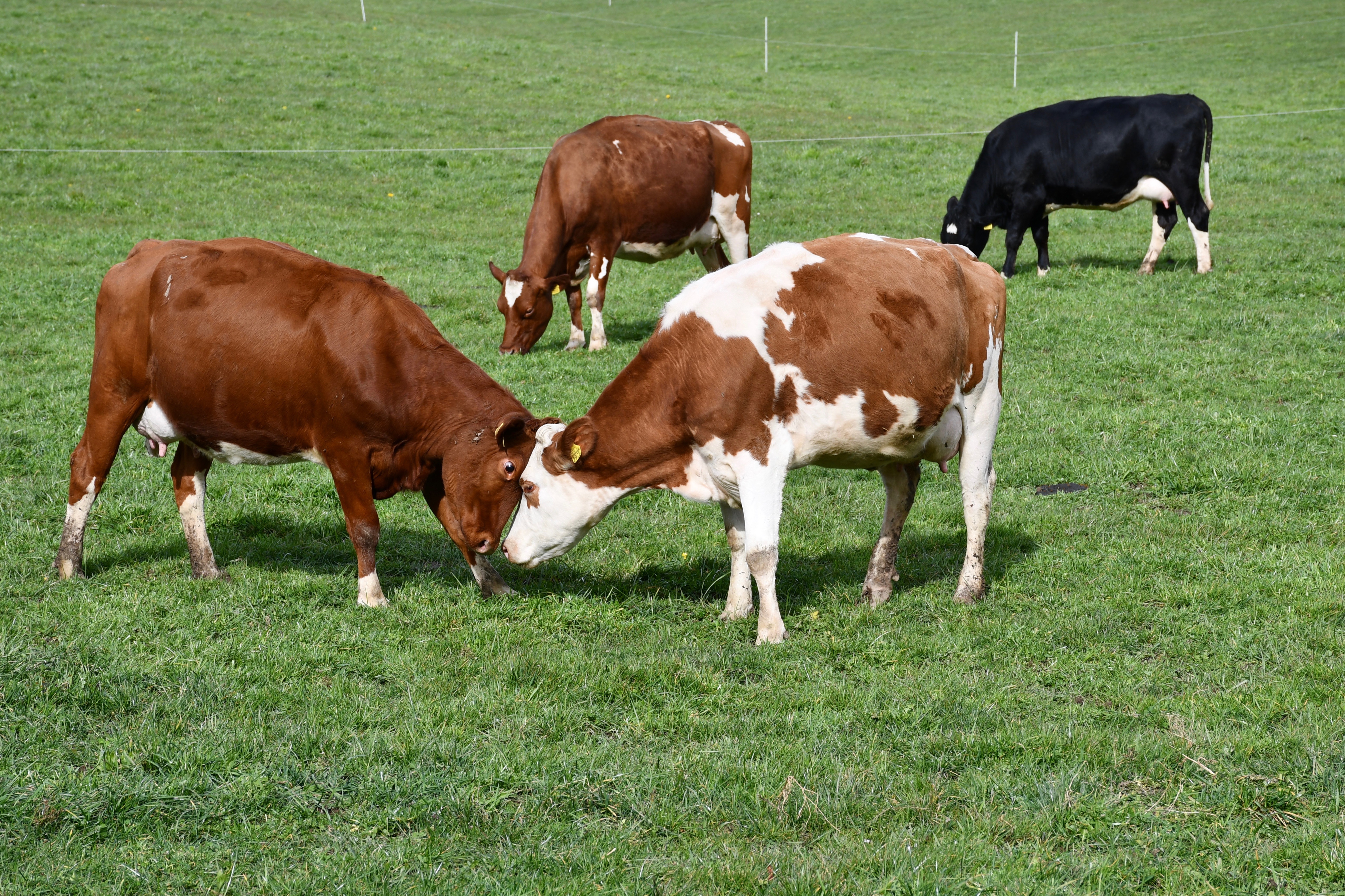 Kühe kämpfen um das Frühlingsgras. | Emilie Koller, Grosswangen 