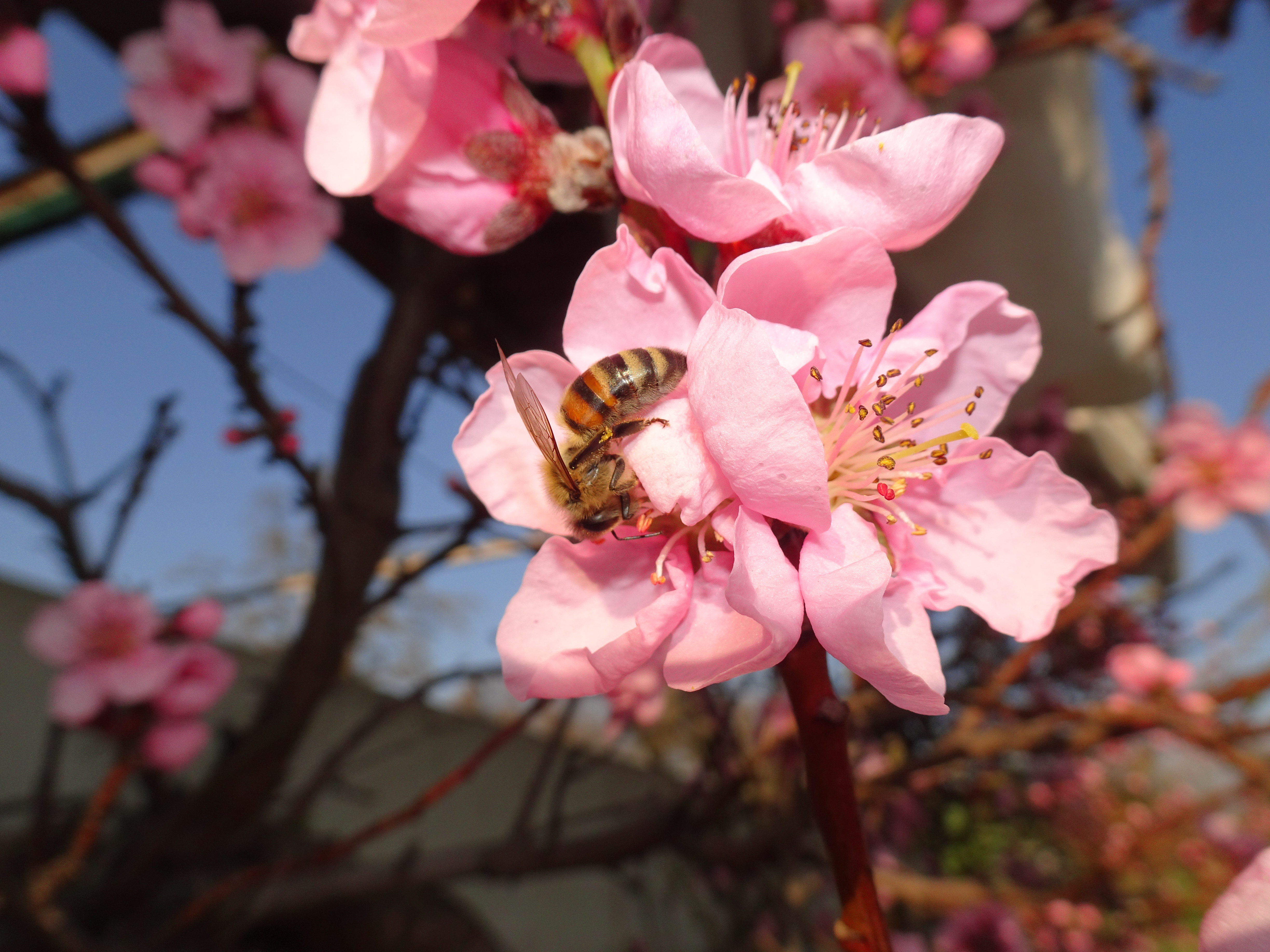 Eine Nektarsammlerin im Sammelrausch an einer Pfirsichblüte auf dem Hof Goldschrüti in Ruswil  | Foto Urs Amrein, Ruswil 