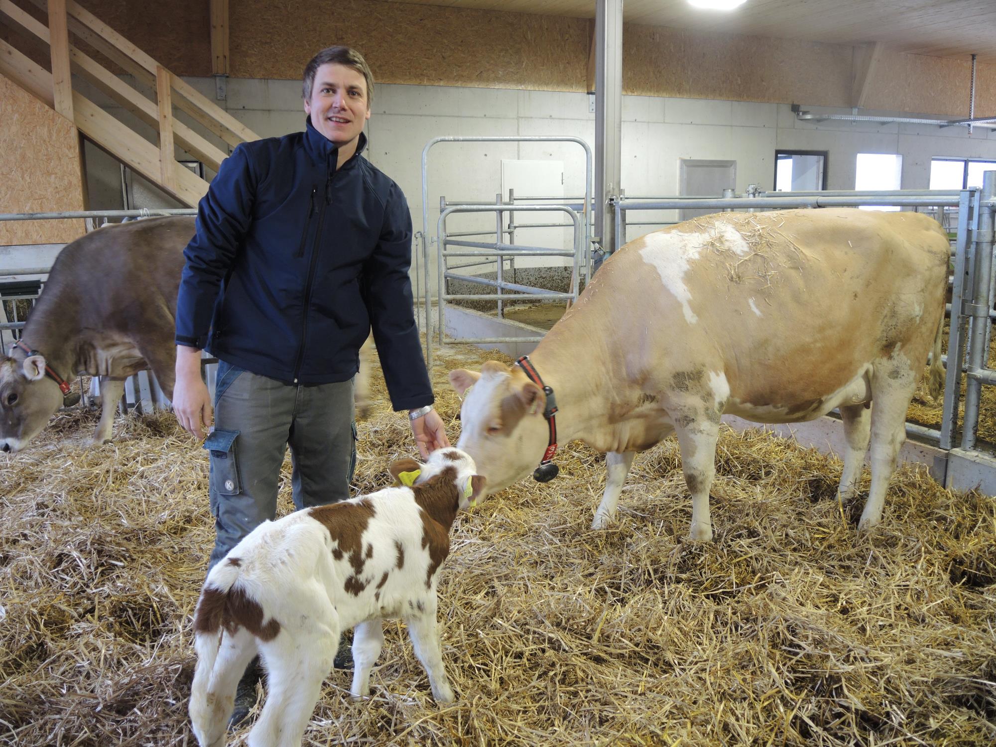 Betriebsleiter Lukas Dissler-Brun auf dem Hof Altmoos in Wolhusen mit dem neugeborenen Kälblein Melchior und dessen Mutter Sushi in der Abkalbebox. Foto Josef Stirnimann-Maurer