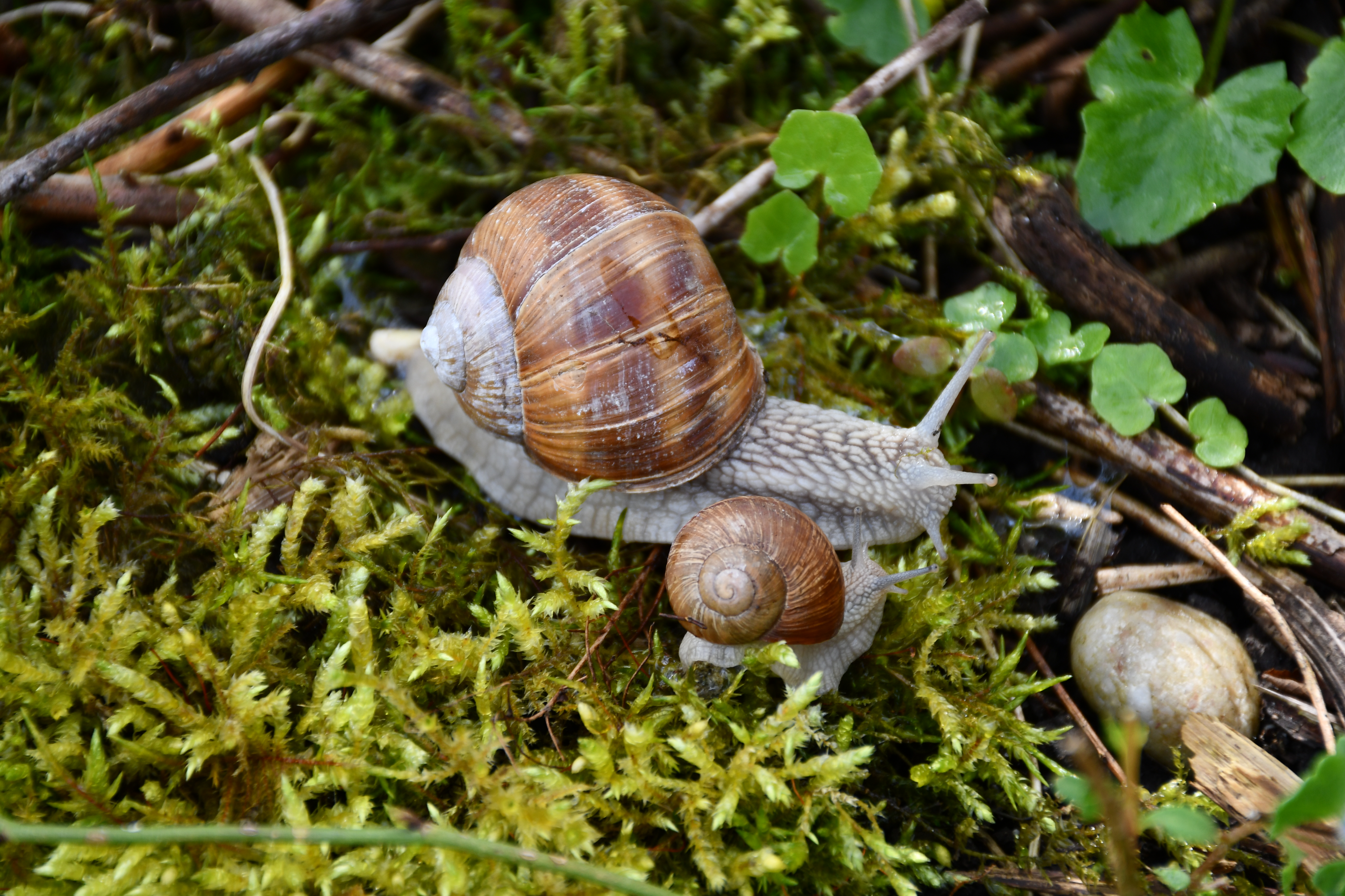 Weinbergschnecken lieben Regen und bewölkten Himmel  | Toni Koller, Grosswangen 