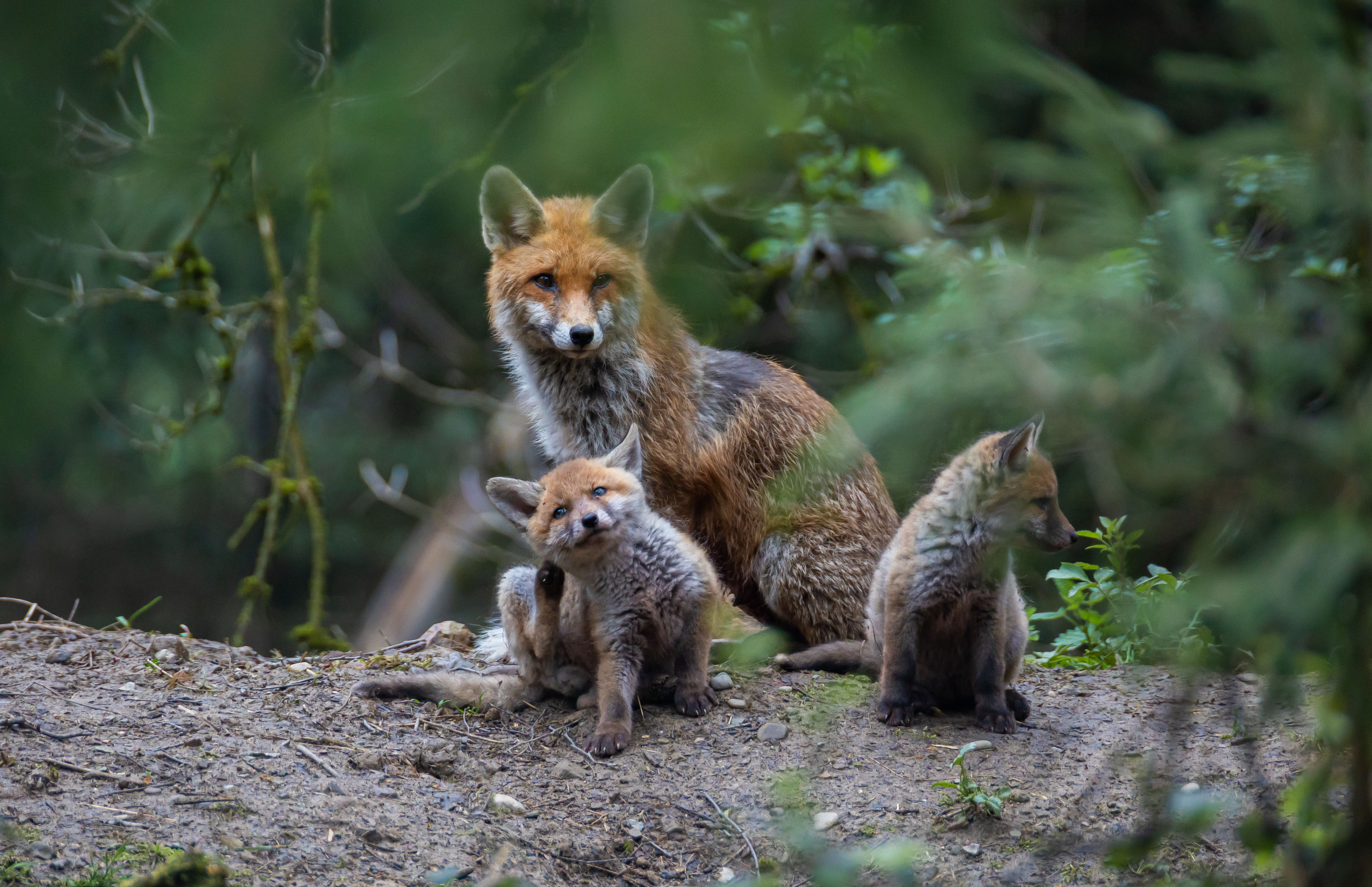 Fähe (Mutter-Fuchs) mit ihren Welpen im Schwerziwald. | René Burch, Ruswil 