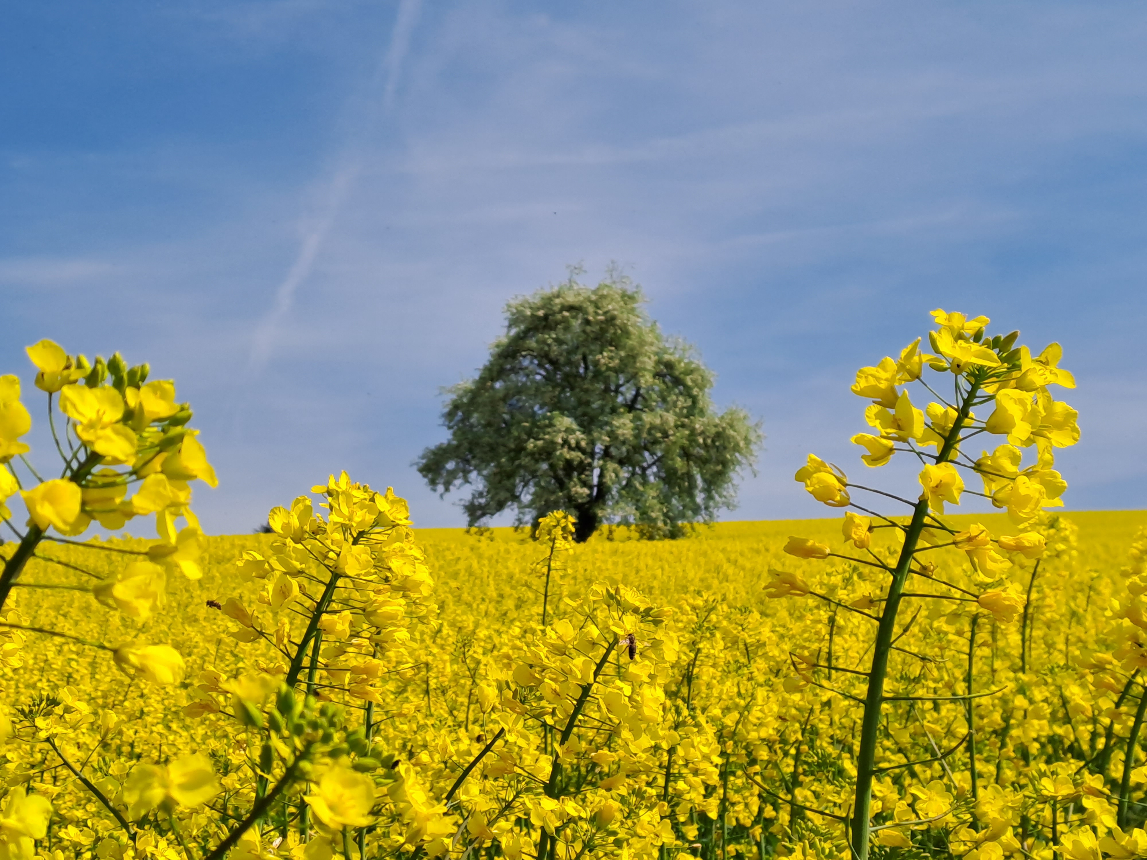 Rapsfeld Höhe Pfaffischwand | Manuela Halter, Ruswil 
