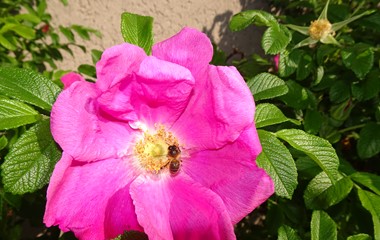 Kartoffel-Rosen oder Kamtschatka-Rosen Blüte, wird beim Rottalcenter in Ruswil von einem Bestäuberbienchen besucht.  | Urs Amrein, Ruswil 