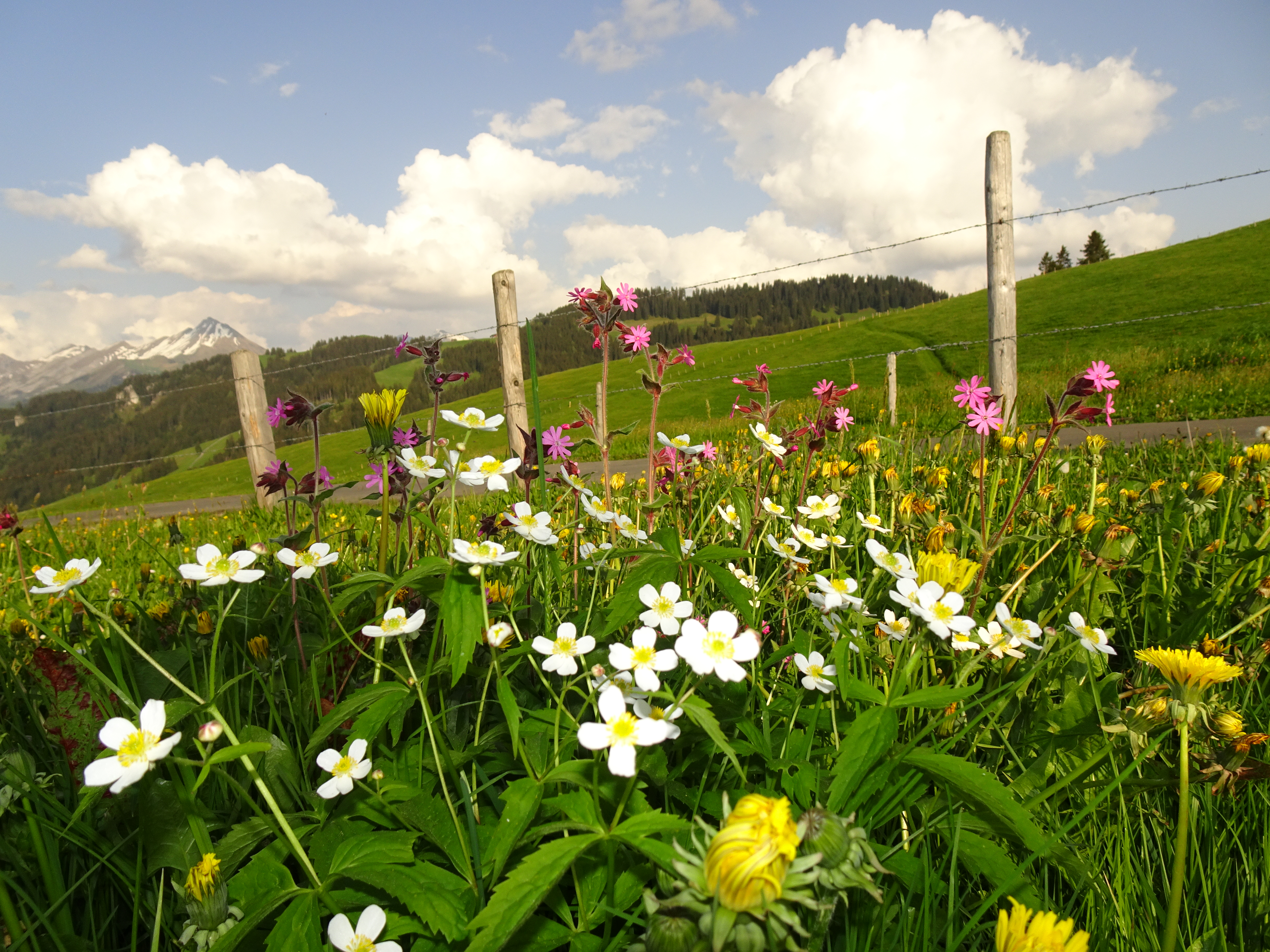 Alpenblumen auf einer Kuhweide über dem Ächerlipass (Kanton Obwalden).   | Urs Amrein, Ruswil 