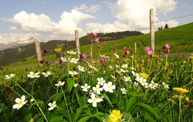 Alpenblumen auf einer Kuhweide über dem Ächerlipass (Kanton Obwalden).   | Urs Amrein, Ruswil 