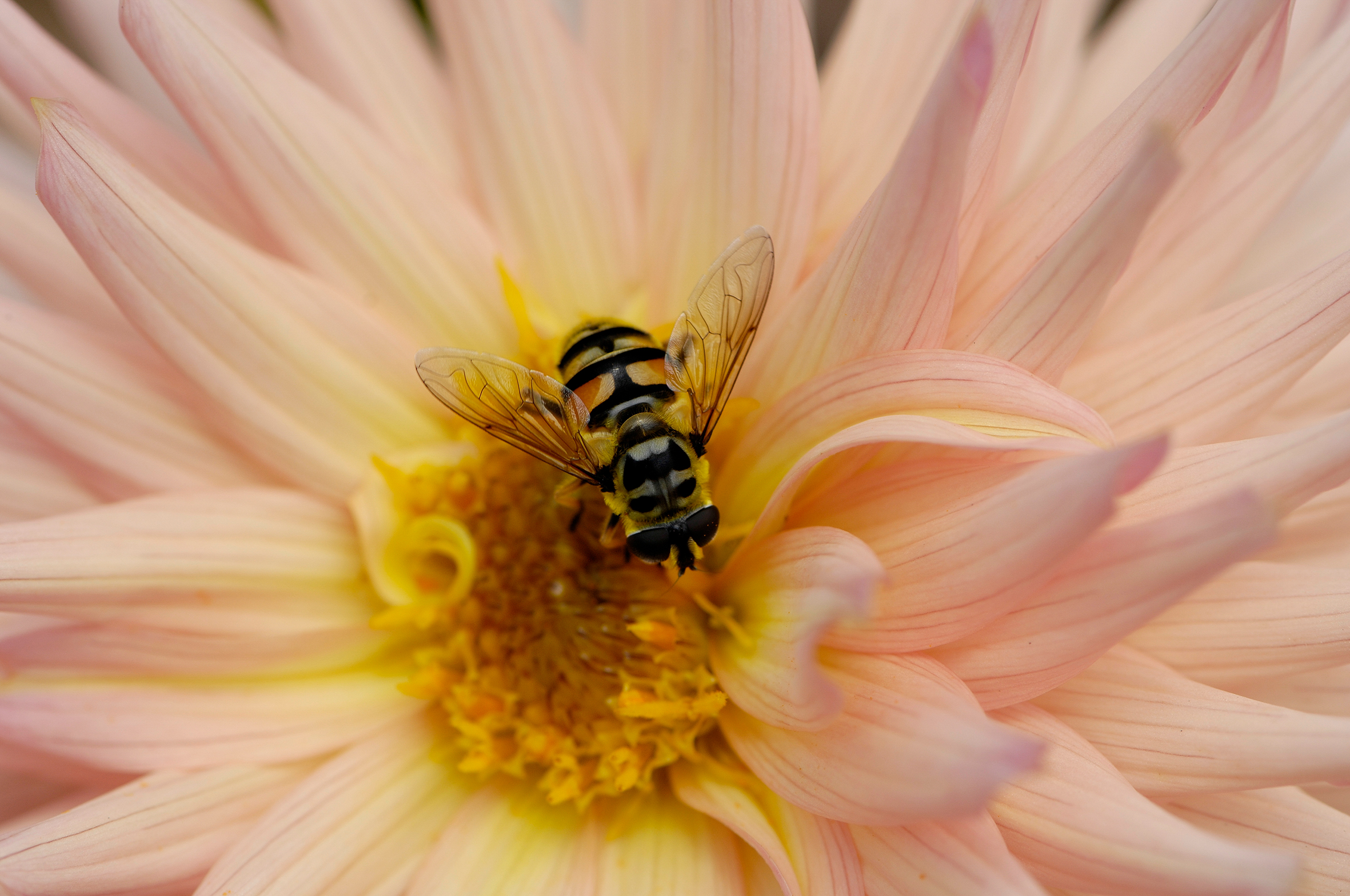 Weiches Licht umgibt eine Wespe.  | Erwin Ottiger, Ruswil