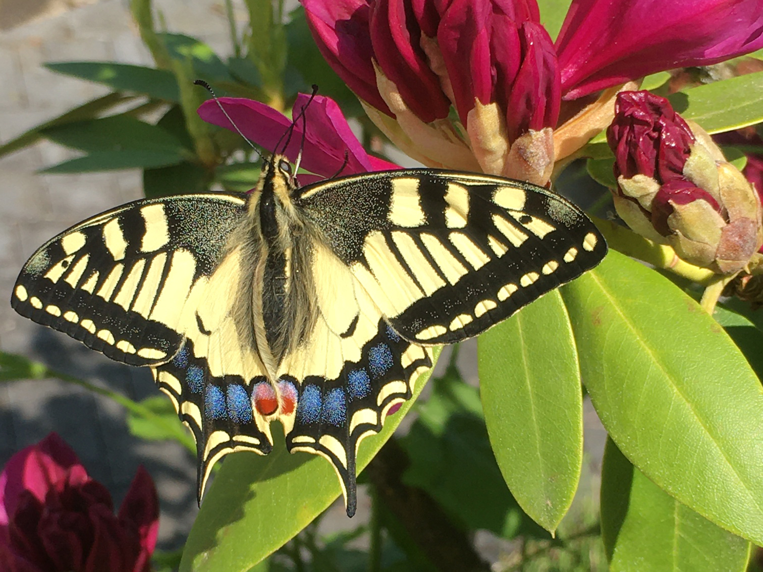 Wunderschöner Schwalbenschwanz kurz nach dem Verlassen seiner Puppenbehausung. | Rita Kränzlin, Werthenstein 