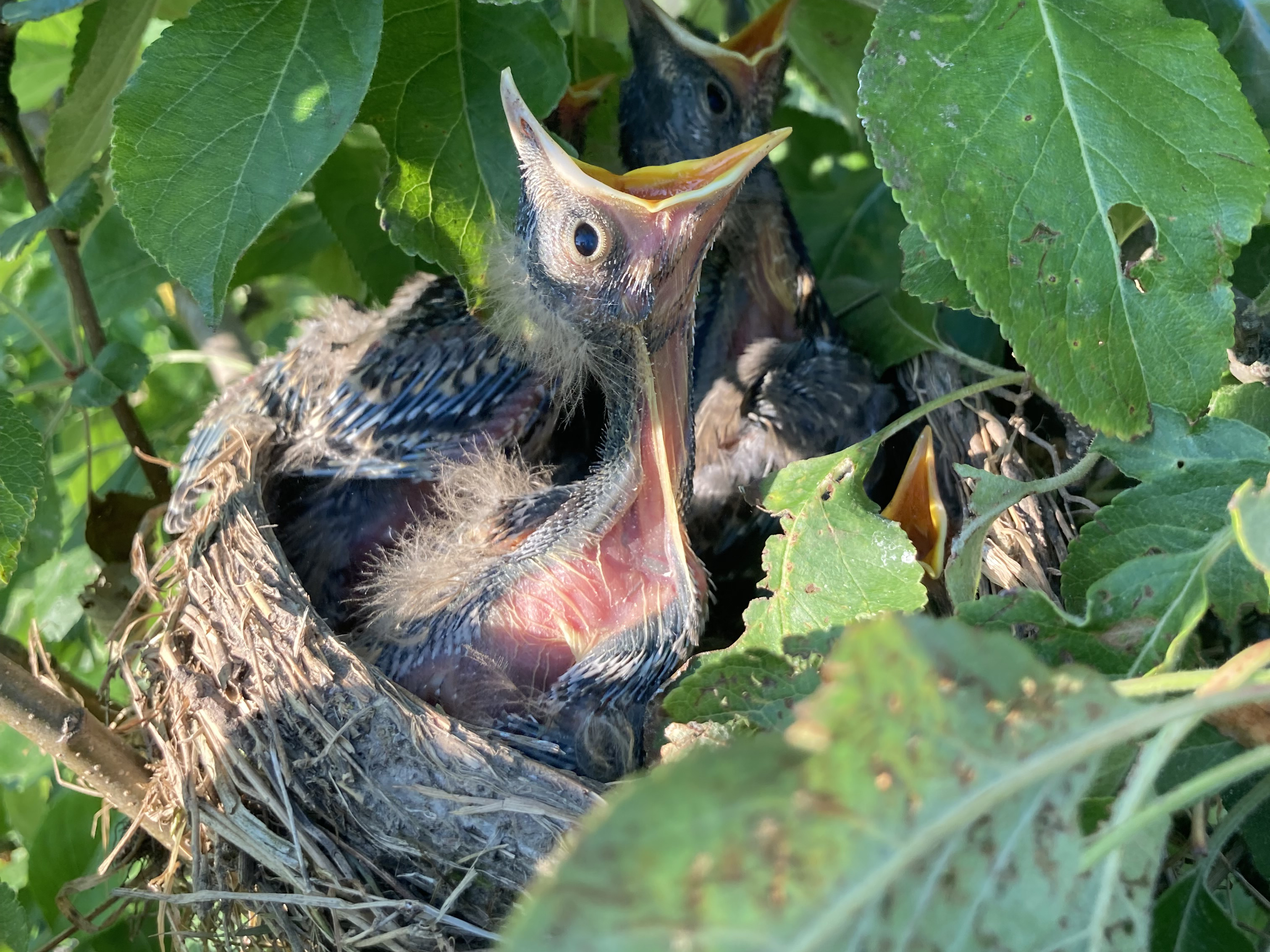 Die vier Küken der Wacholderdrossel haben Hunger und warten ungeduldig auf Nahrung. | David Keller, Ruswil