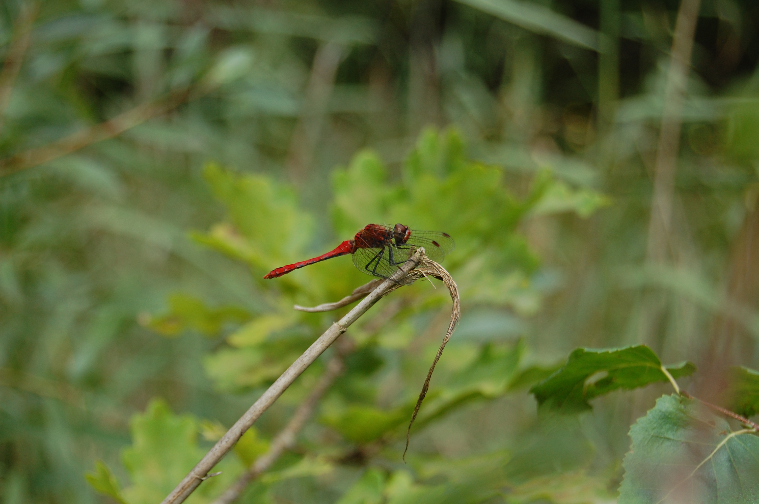 Eine Feuerlibelle geniesst den Sonnenschein am Heubächli in Grosswangen .  | Willi Rölli, Grosswangen 